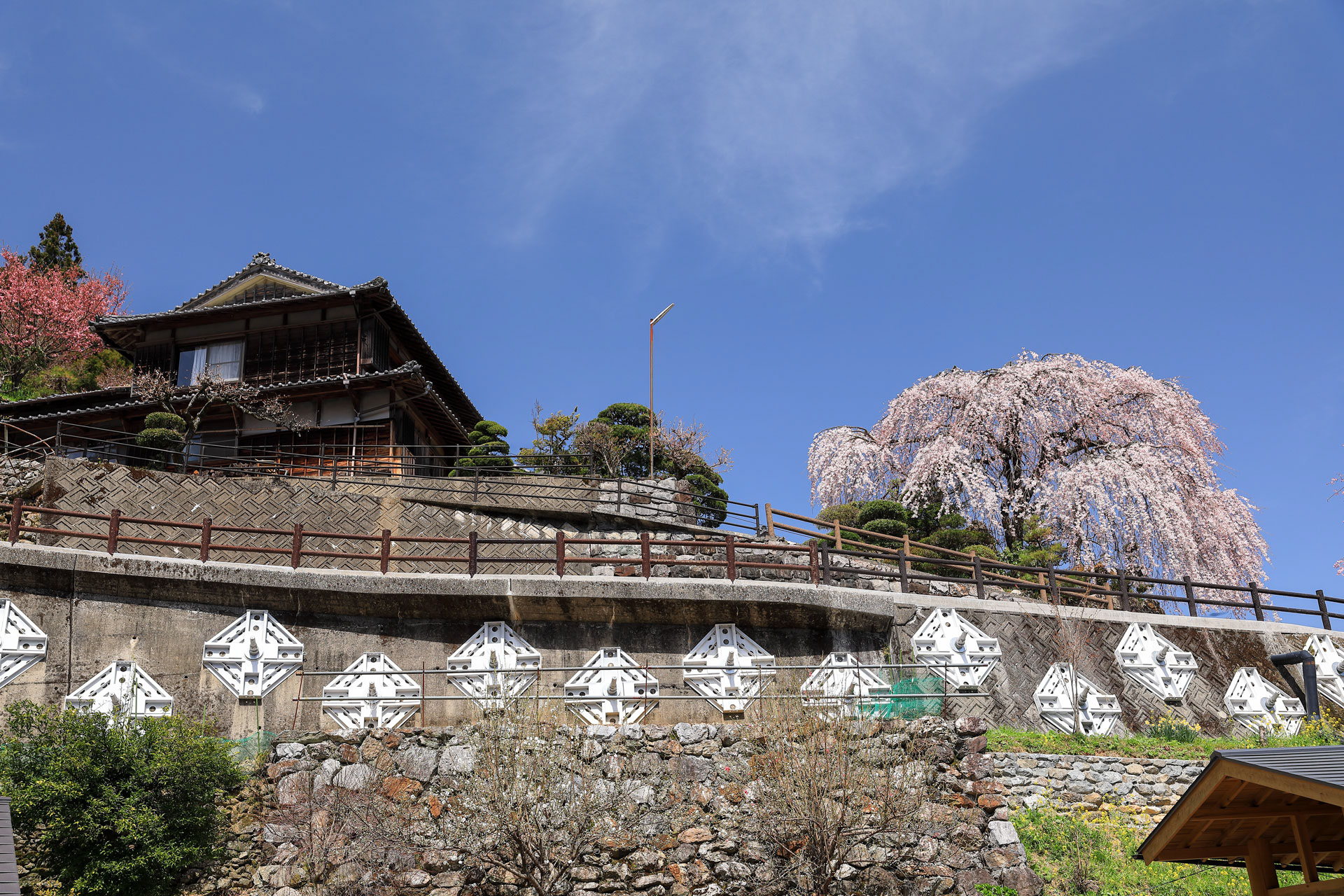 大石家のしだれ桜