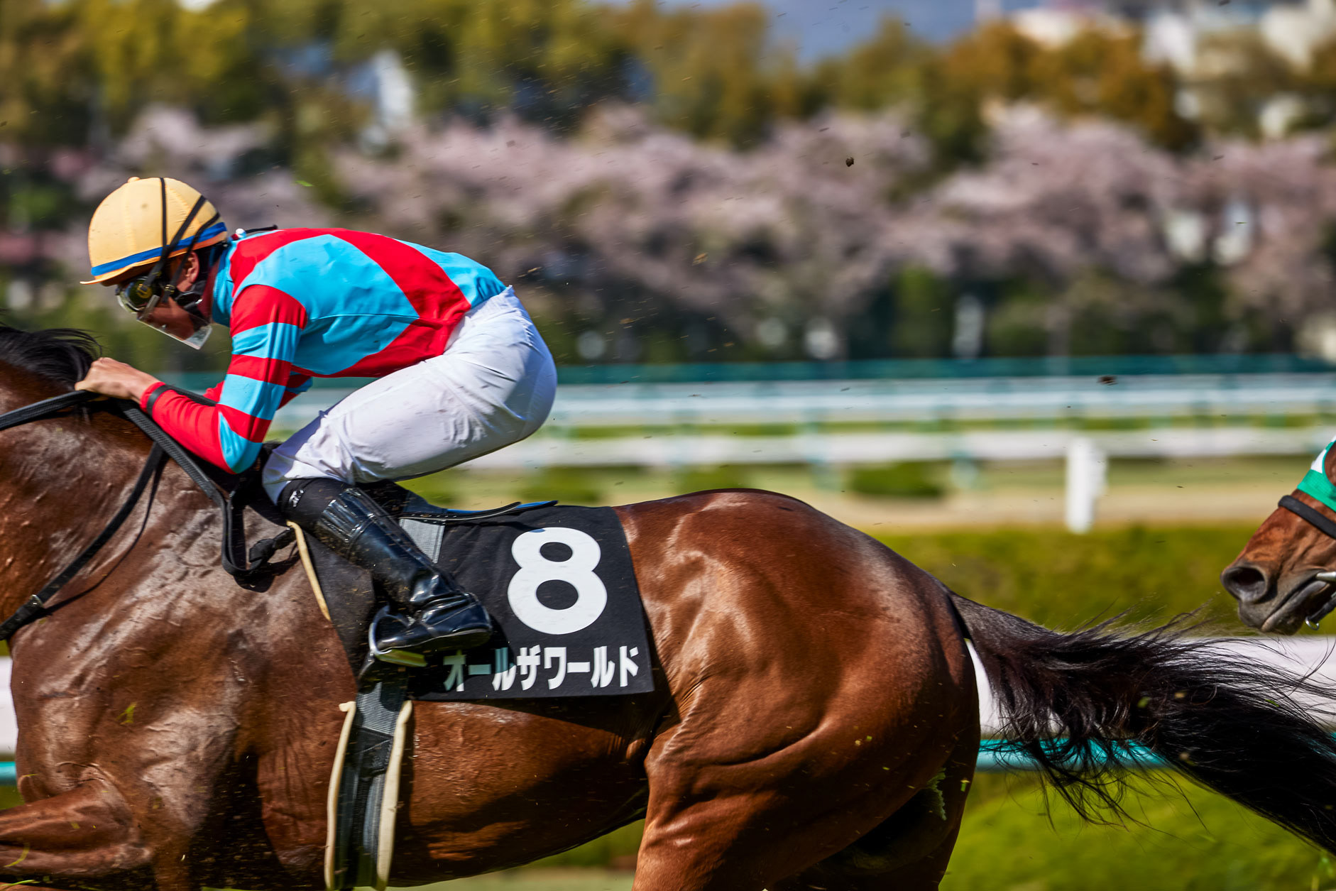 阪神競馬場