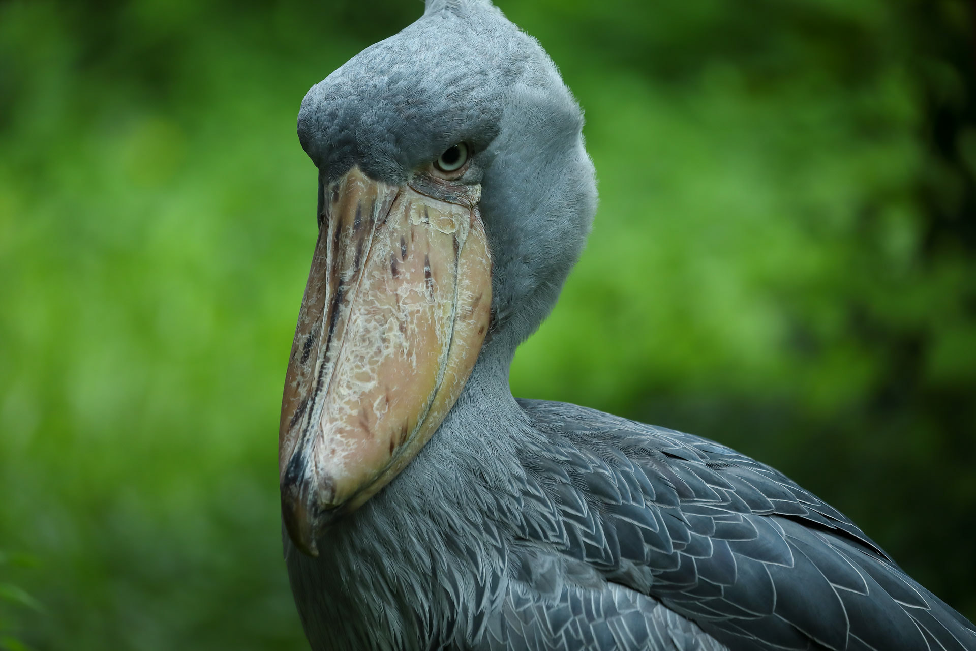 高知県立のいち動物公園