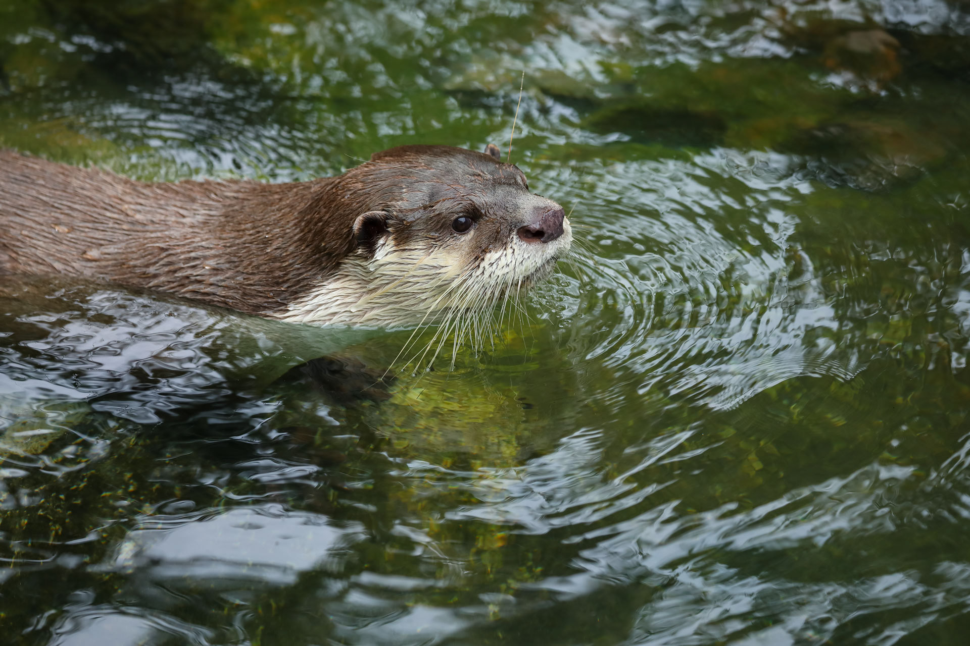ツメナシカワウソ