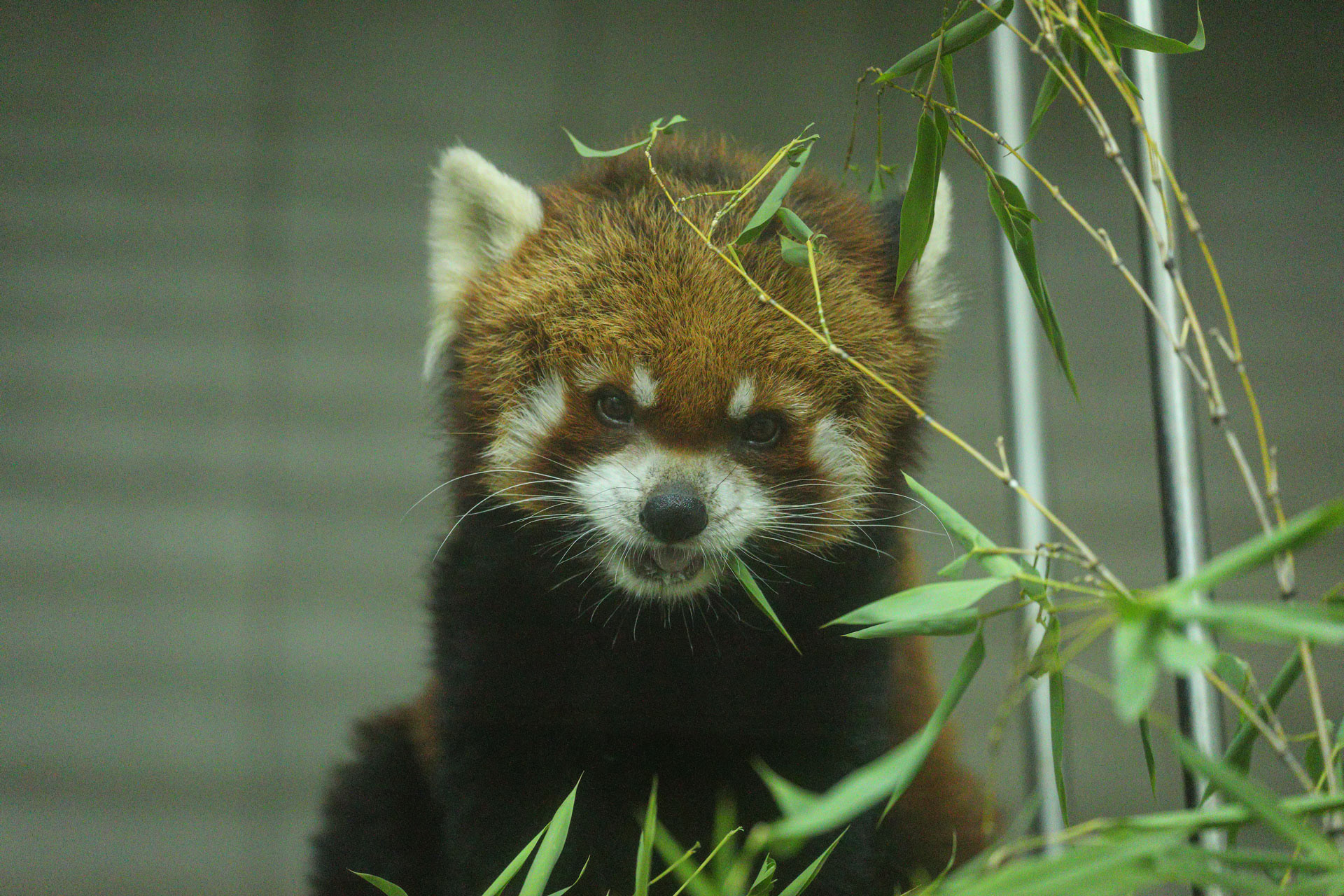 レッサーパンダ