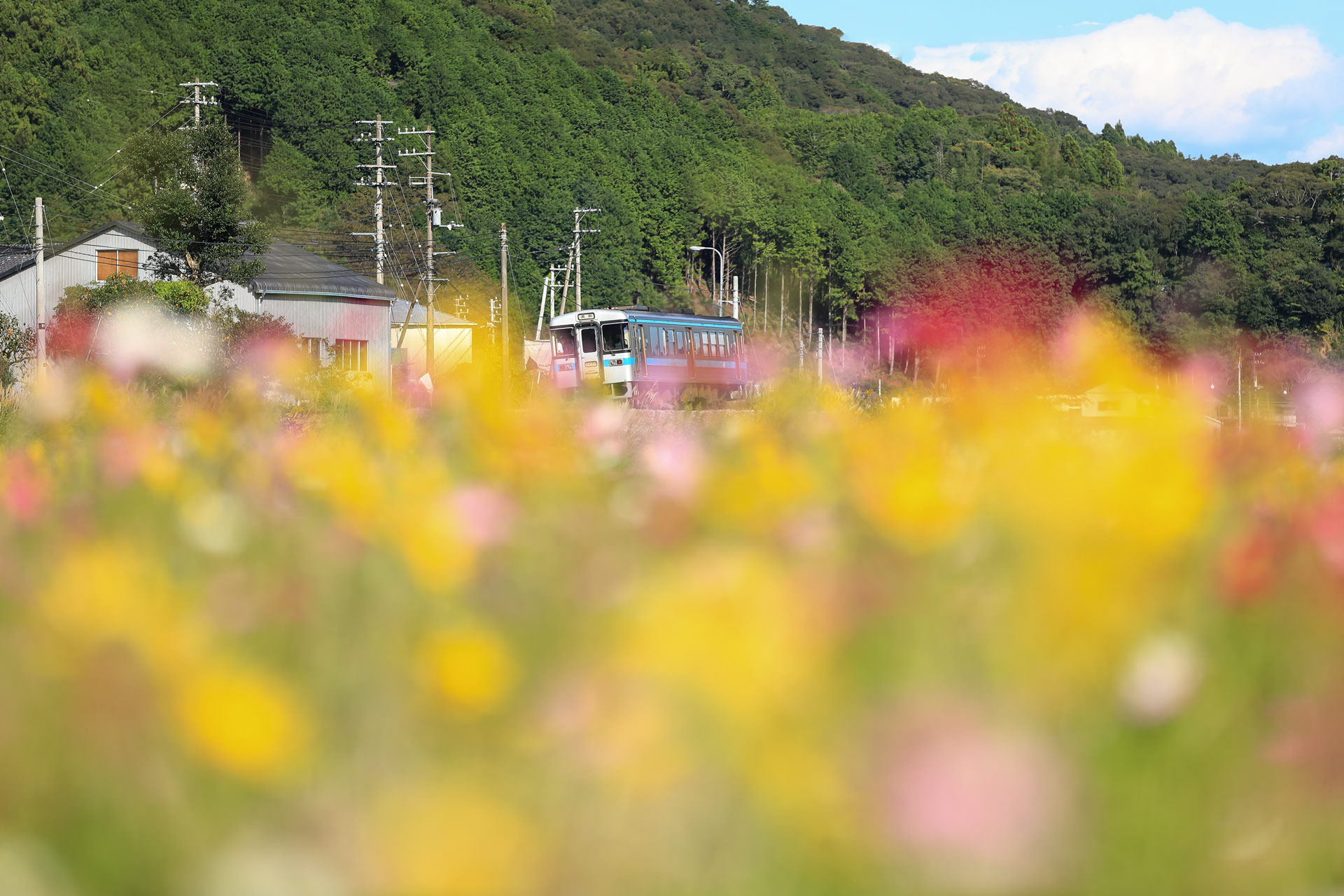 村の駅ひだかコスモス畑