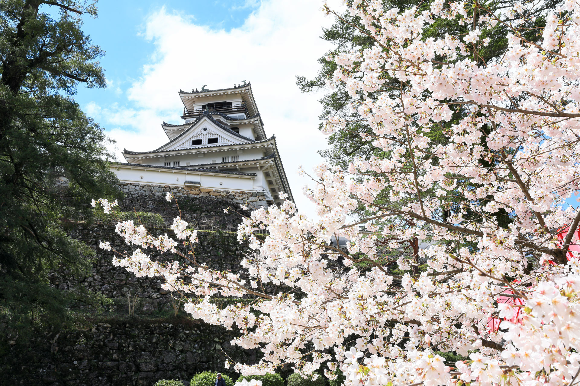 高知城と桜