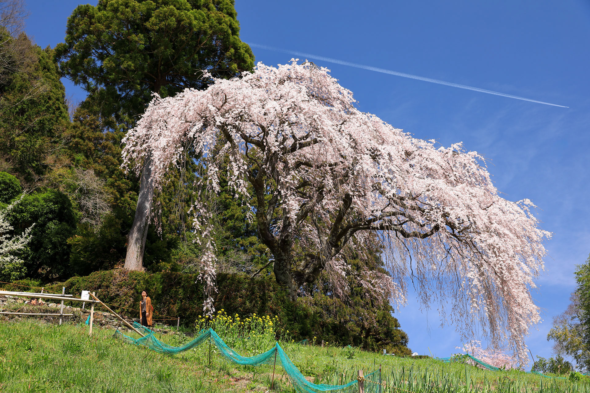 中越家のしだれ桜