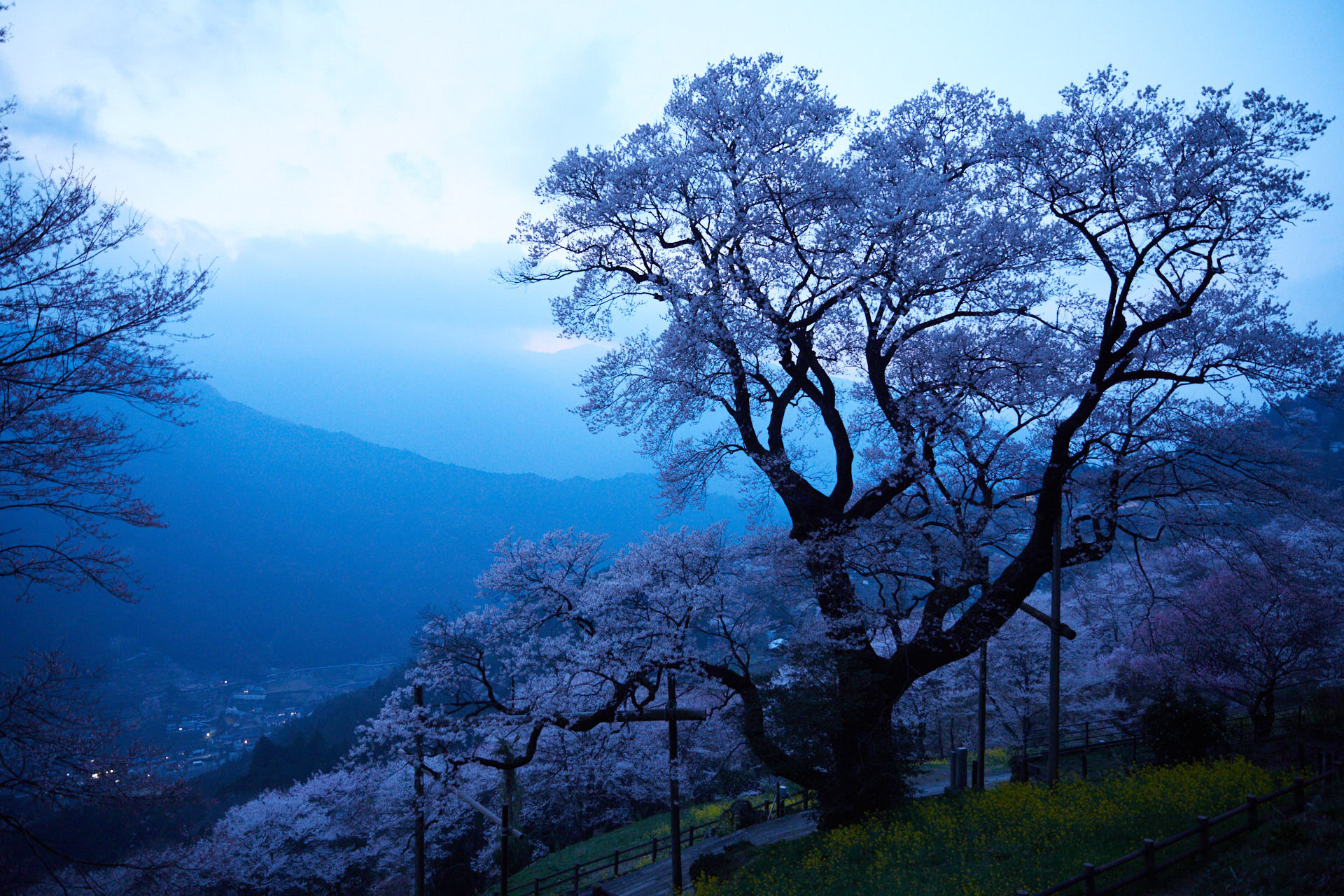 ひょうたん桜