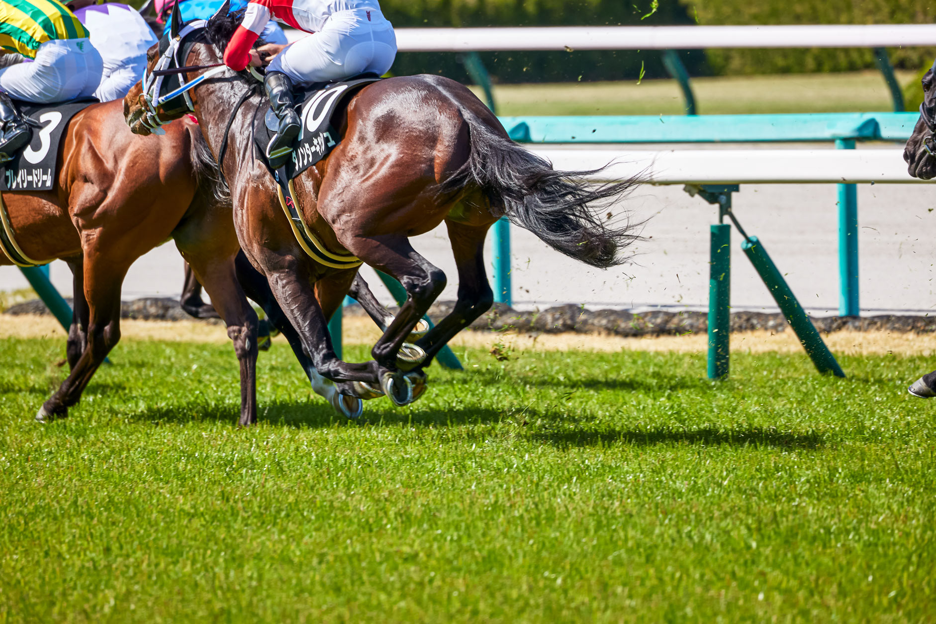阪神競馬場