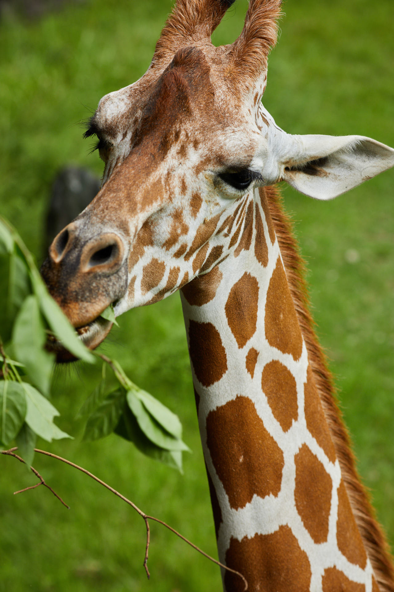 キリン