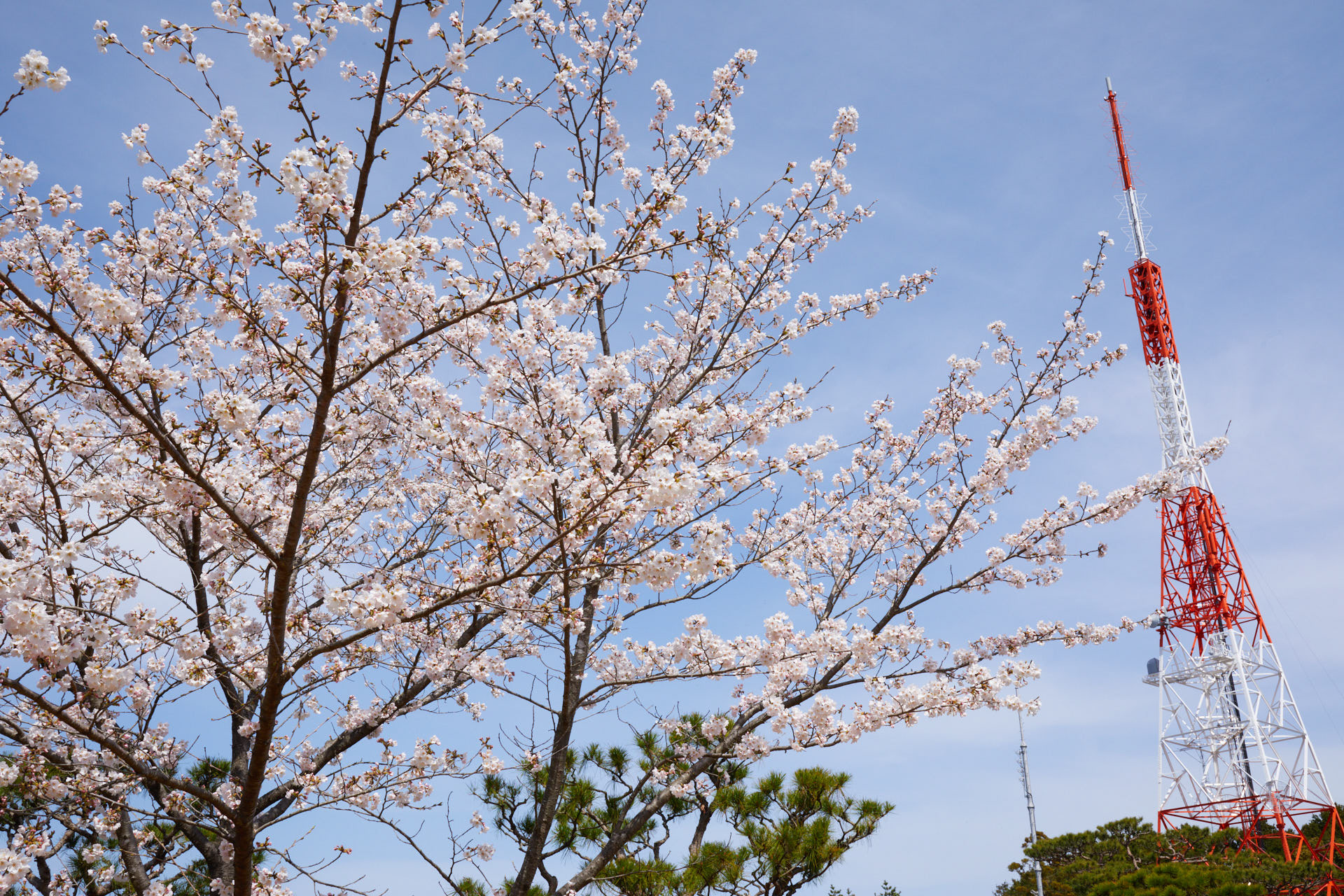 五台山 山頂の桜