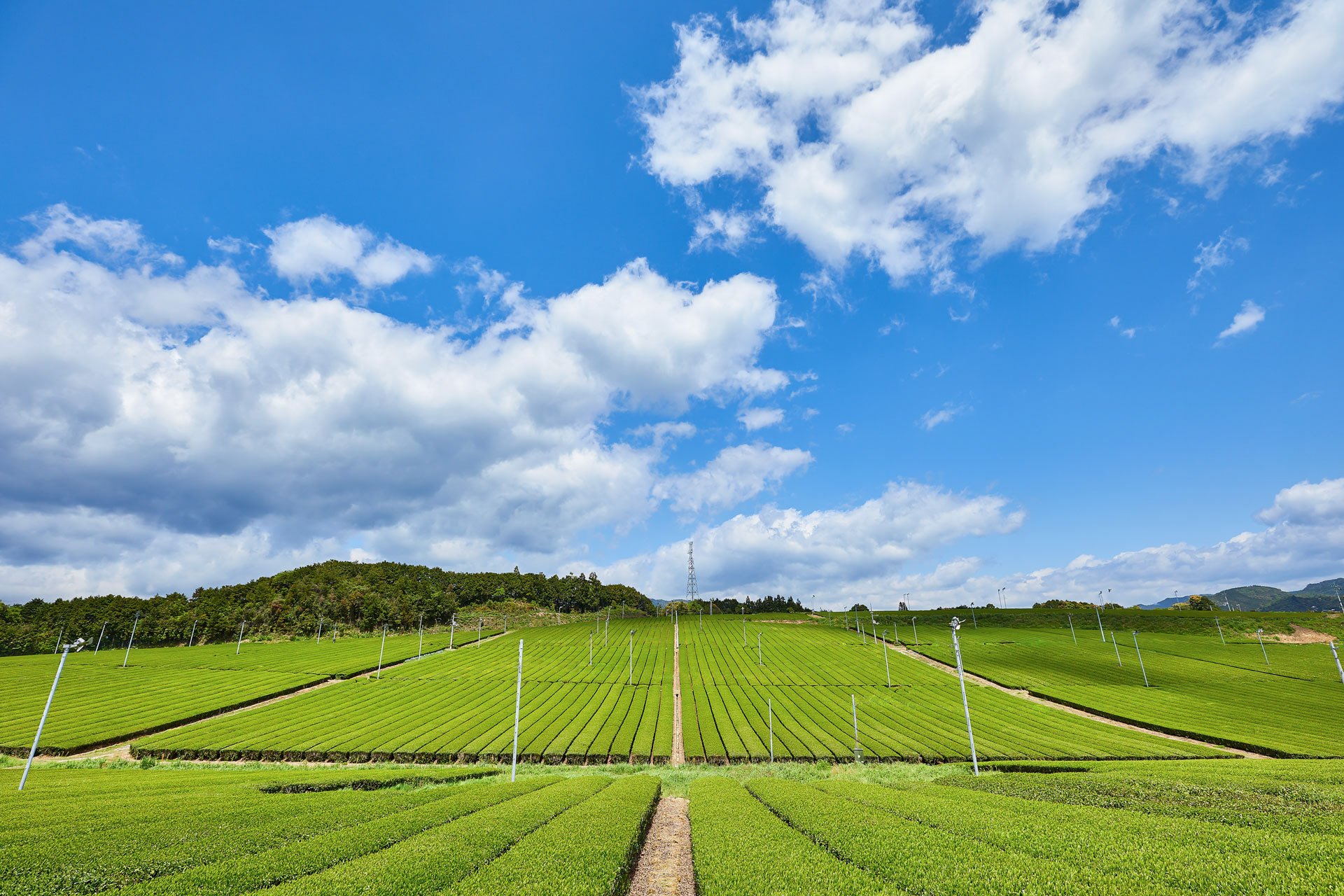 一番茶の茶摘みを迎えた霧山茶園