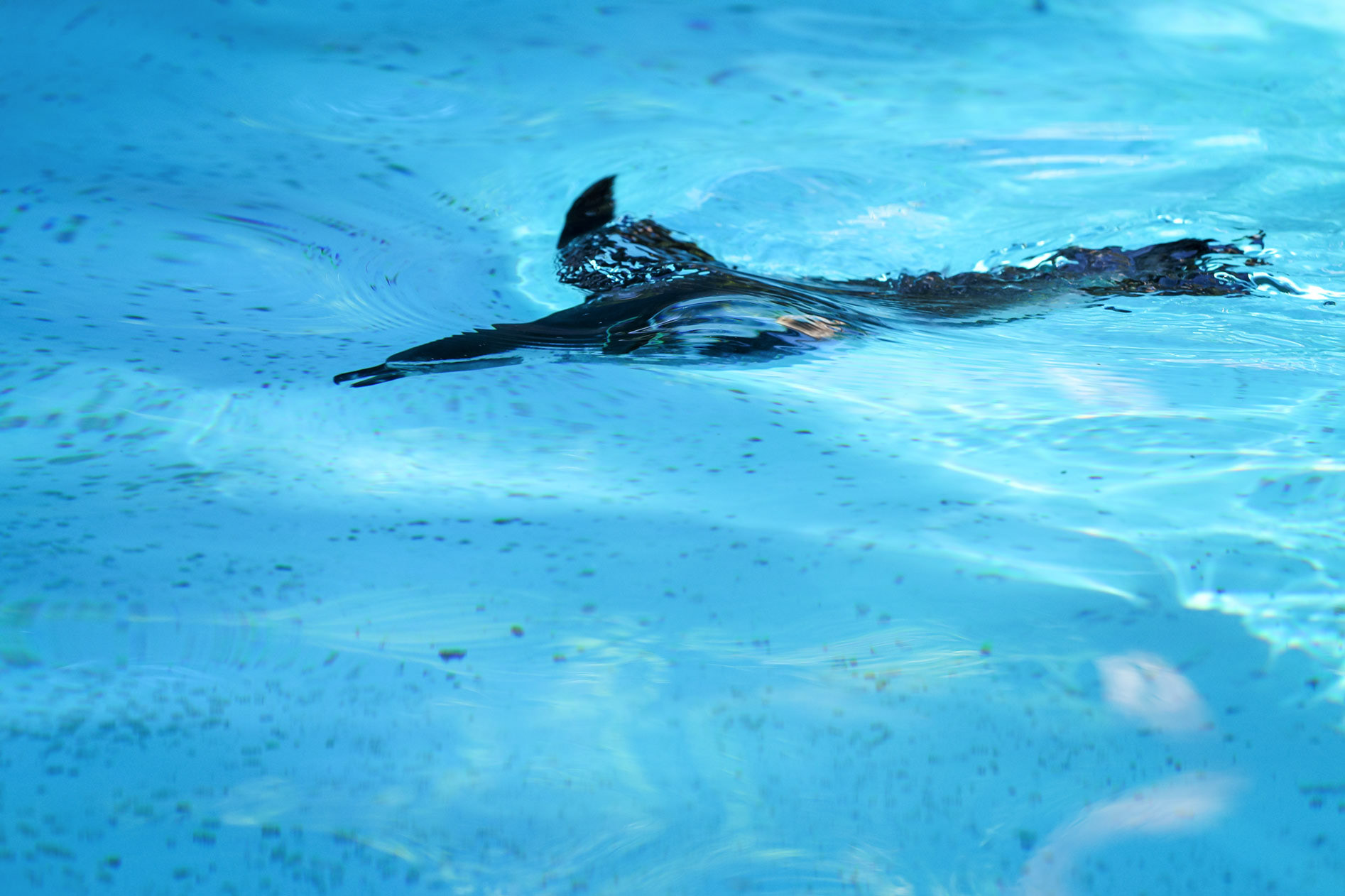 フンボルトペンギン