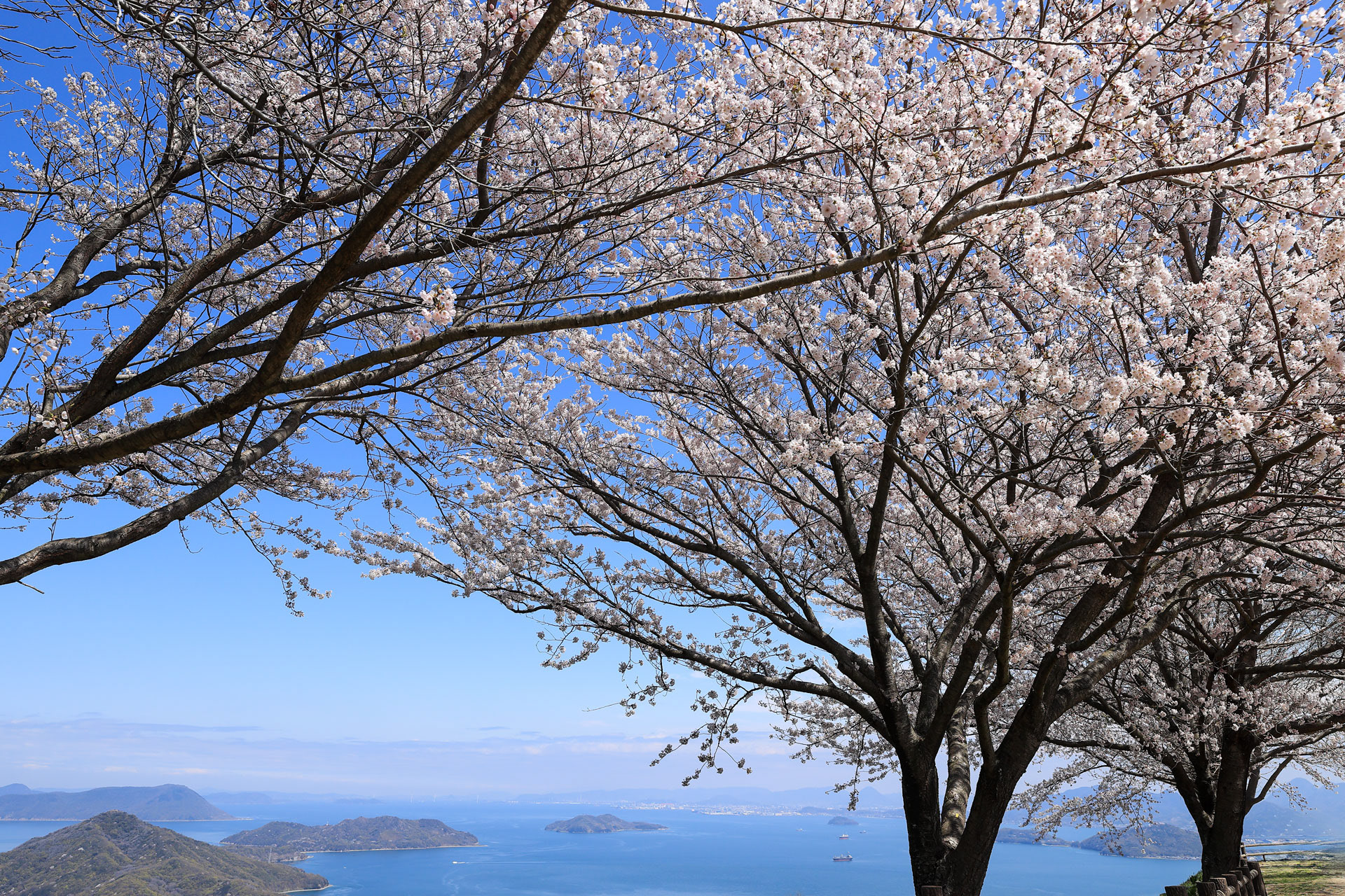 紫雲出山の桜