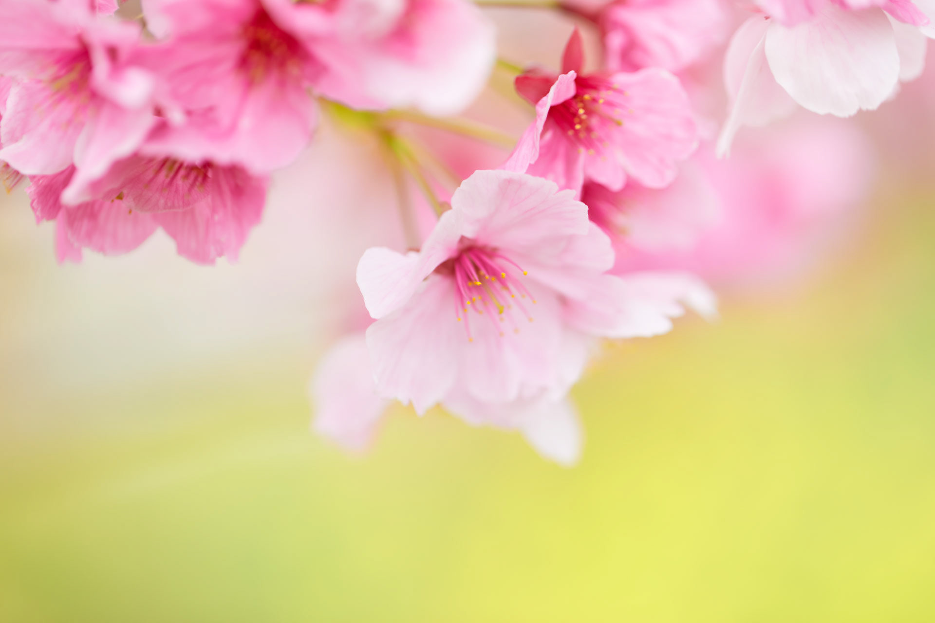 枝川公園の陽光桜