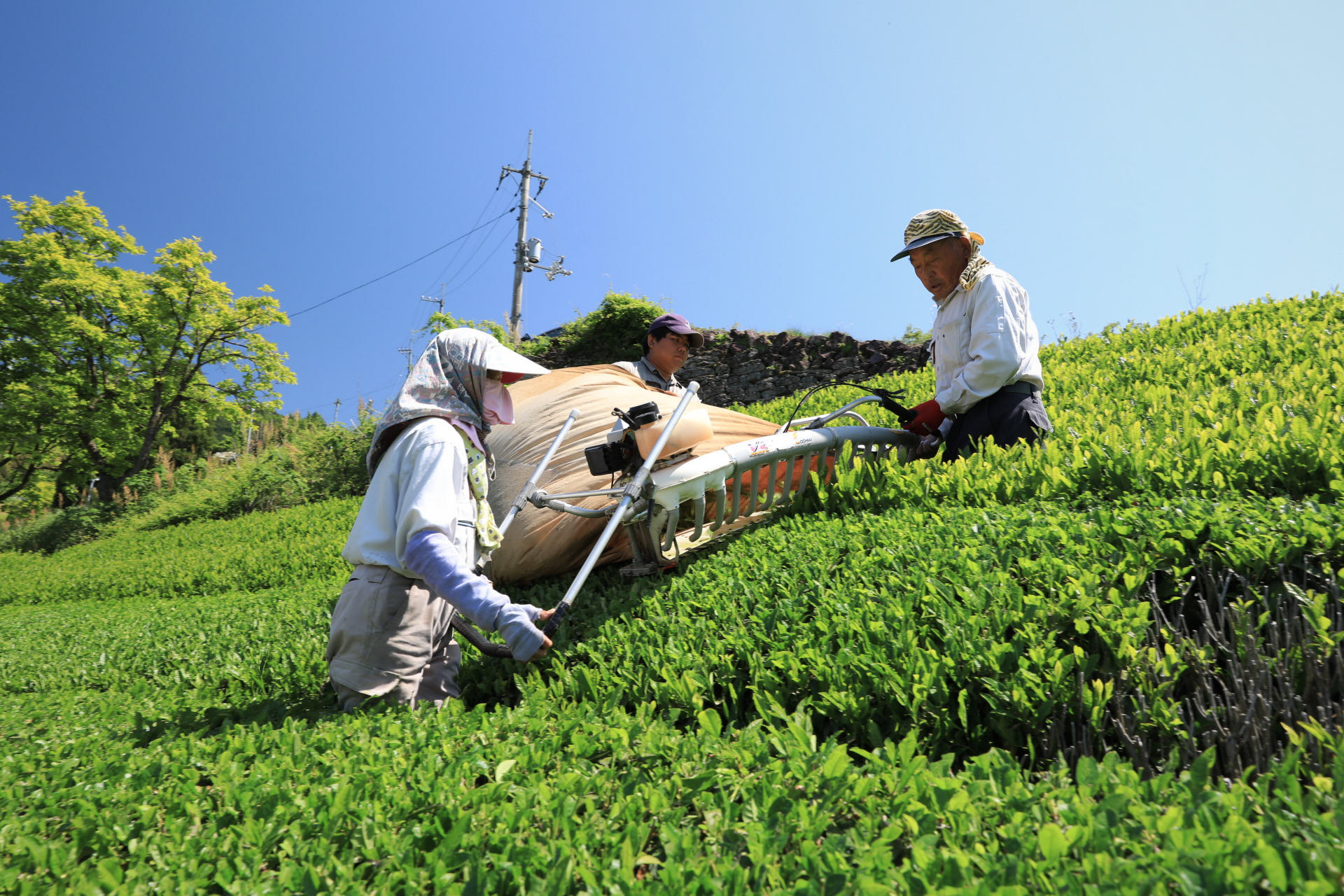 藤岡製茶