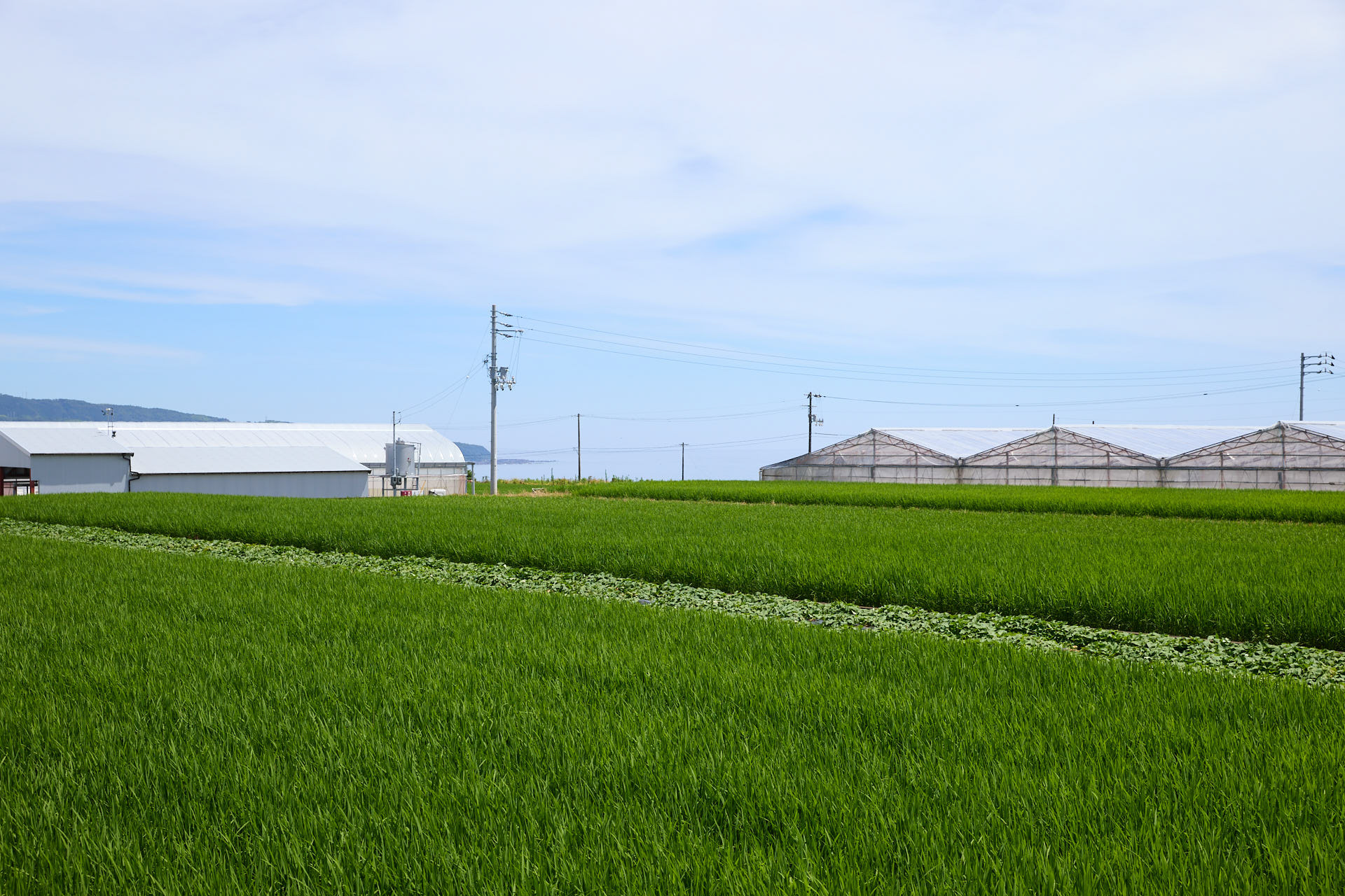 大野台地