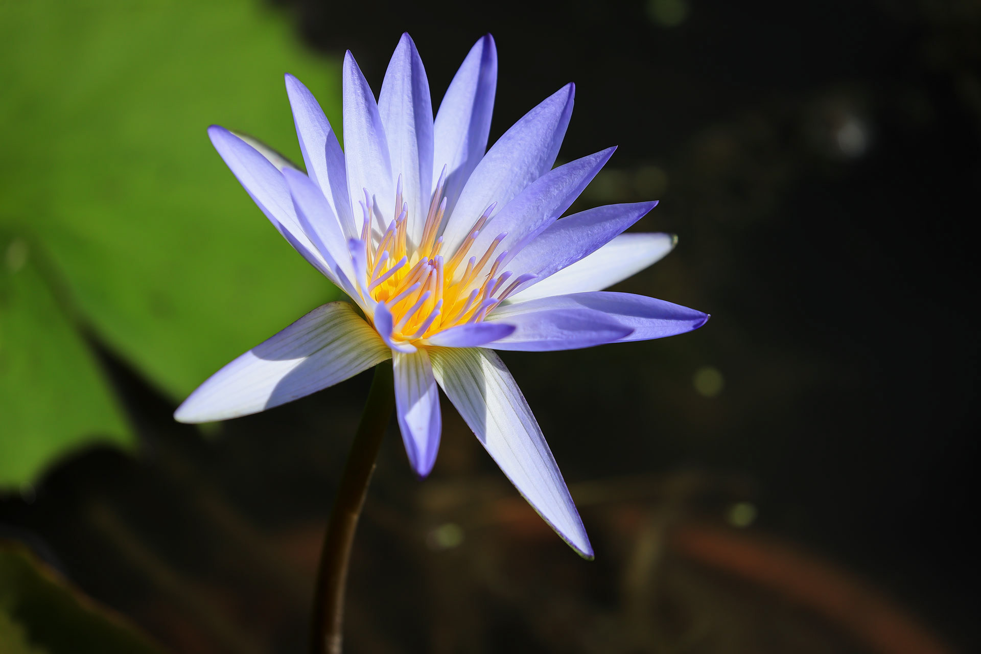 星ヶ丘公園ヒメノボタンの里 青い睡蓮