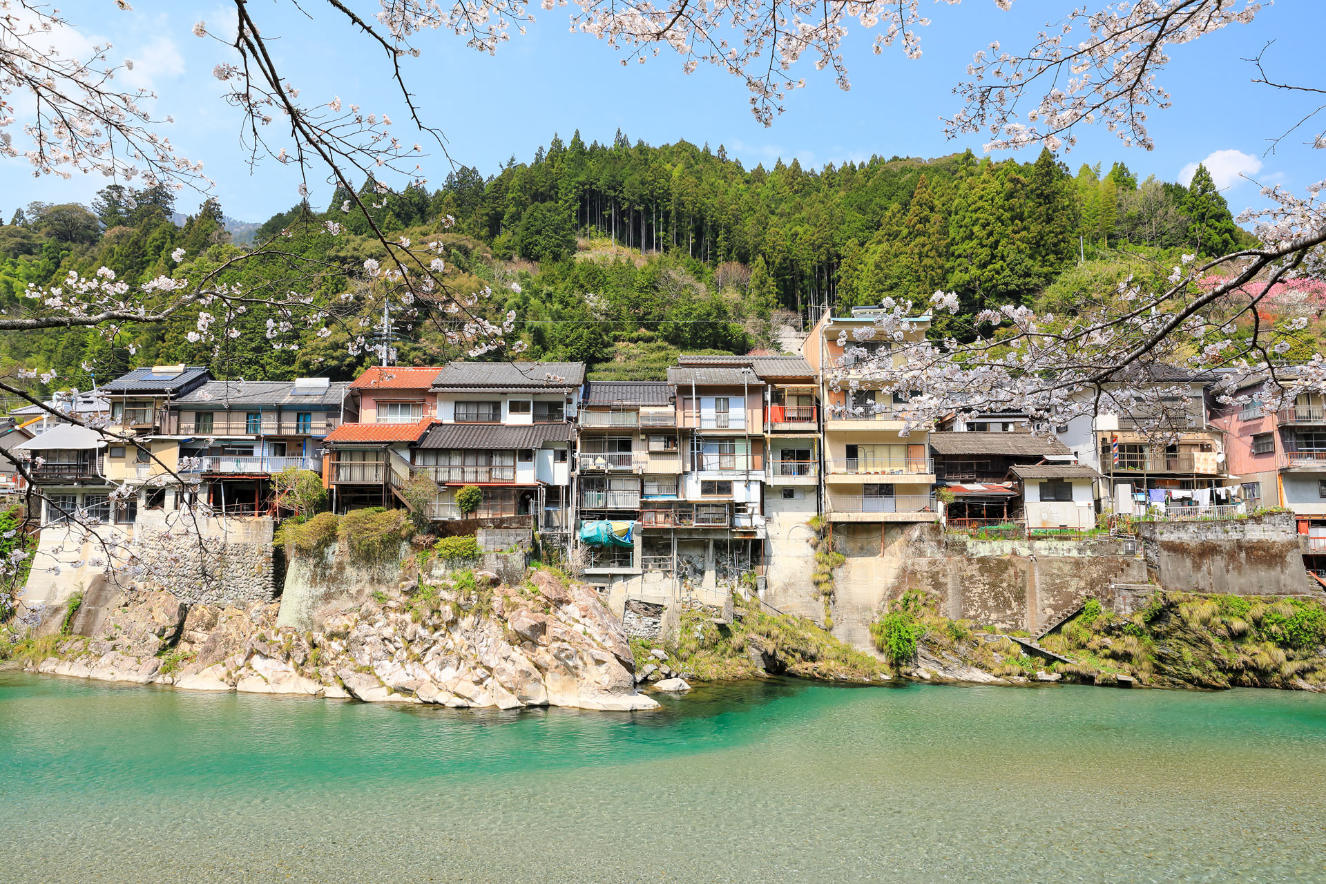 池川集落の桜