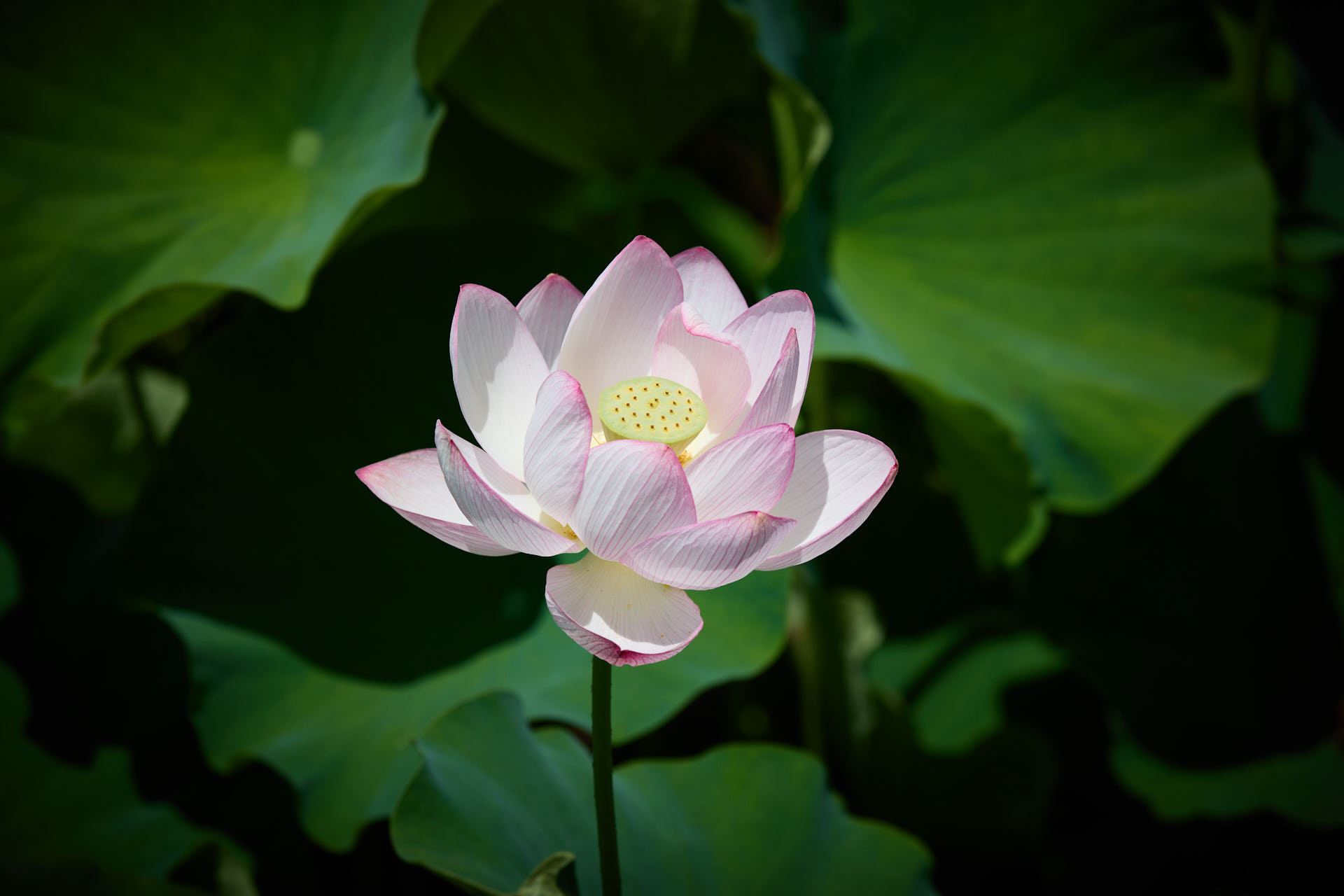 蓮池公園​​​​​​​​​​​​​​