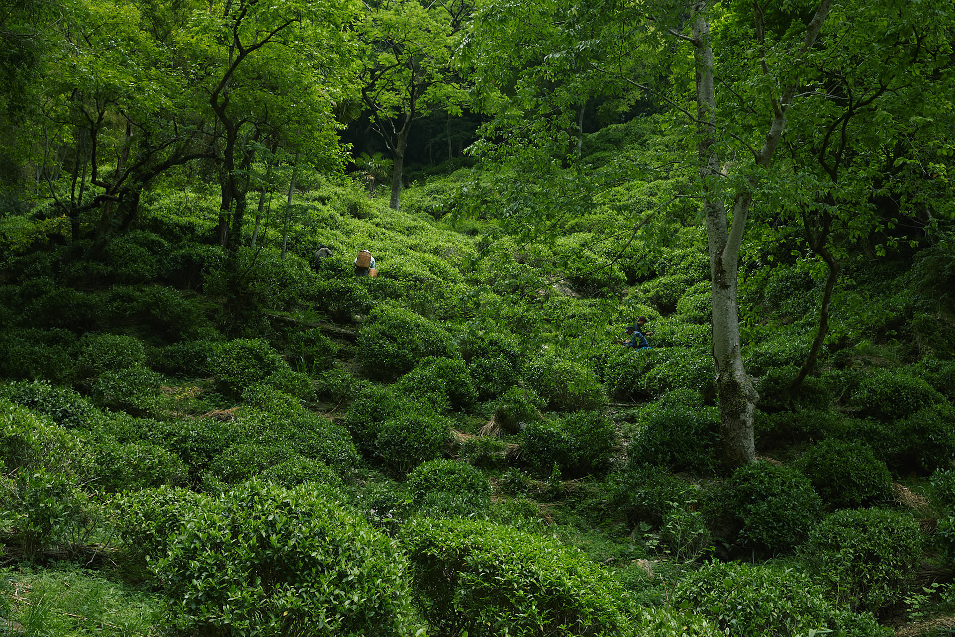 山茶の茶摘み りぐり山茶