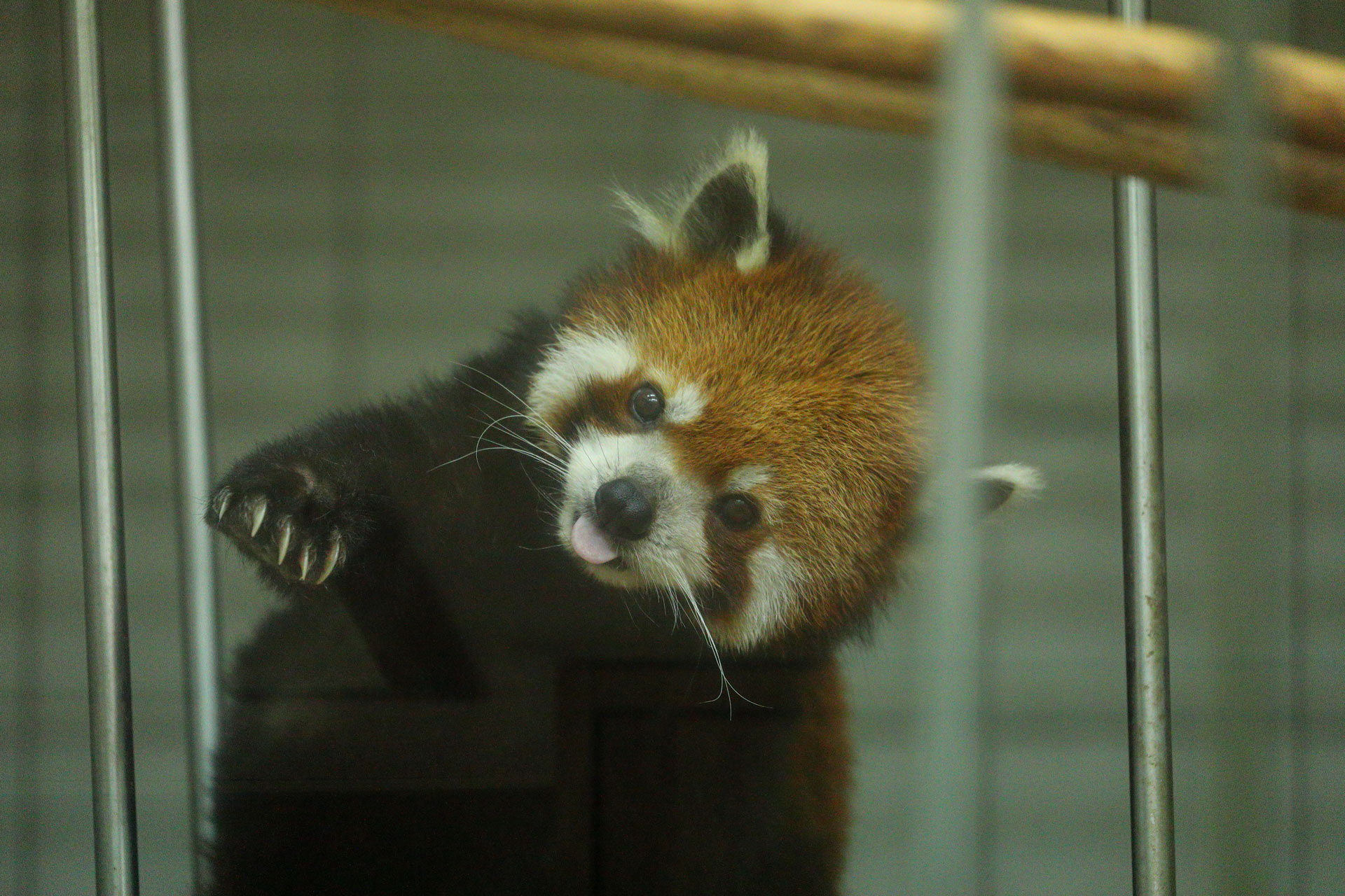 レッサーパンダ
