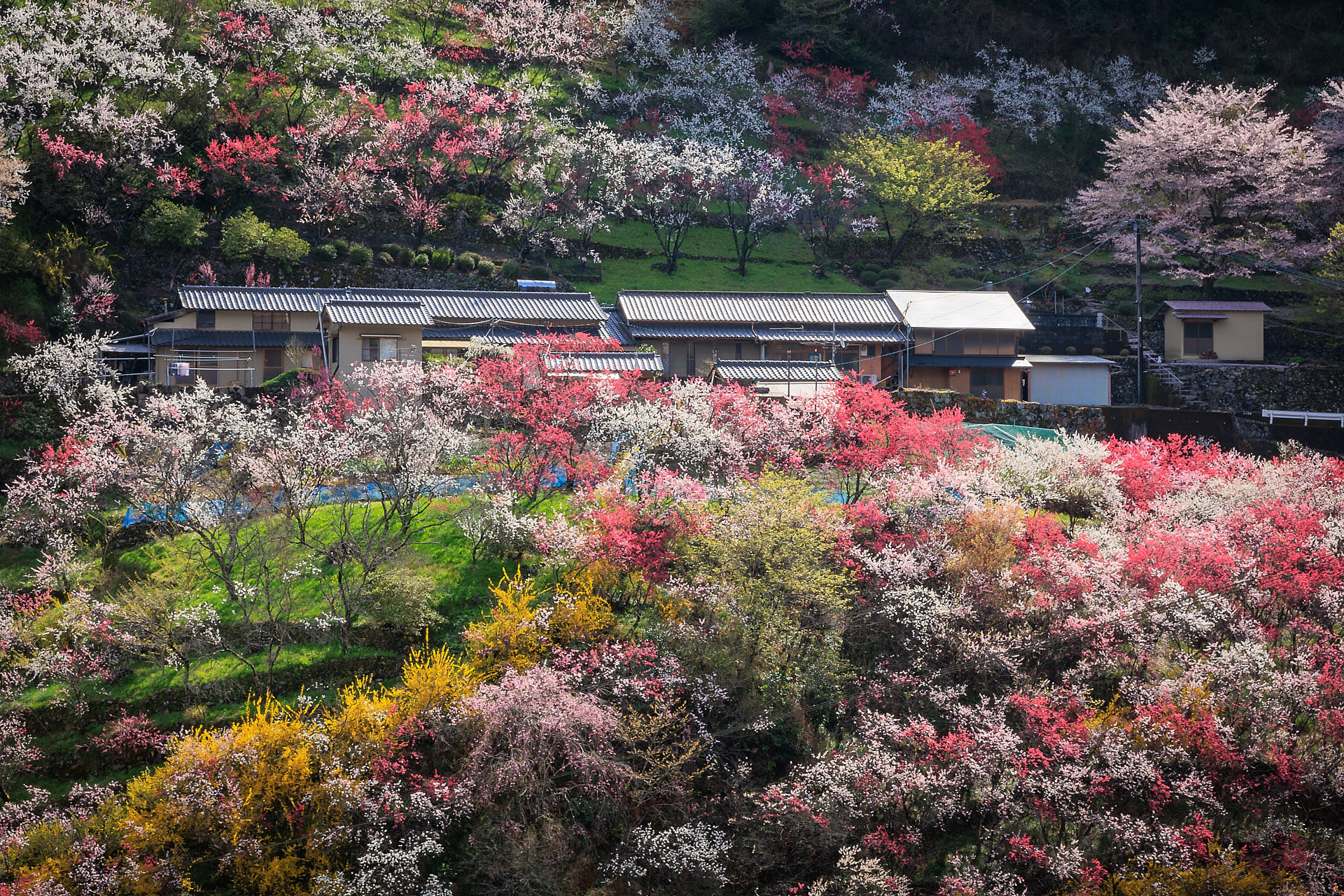 花桃