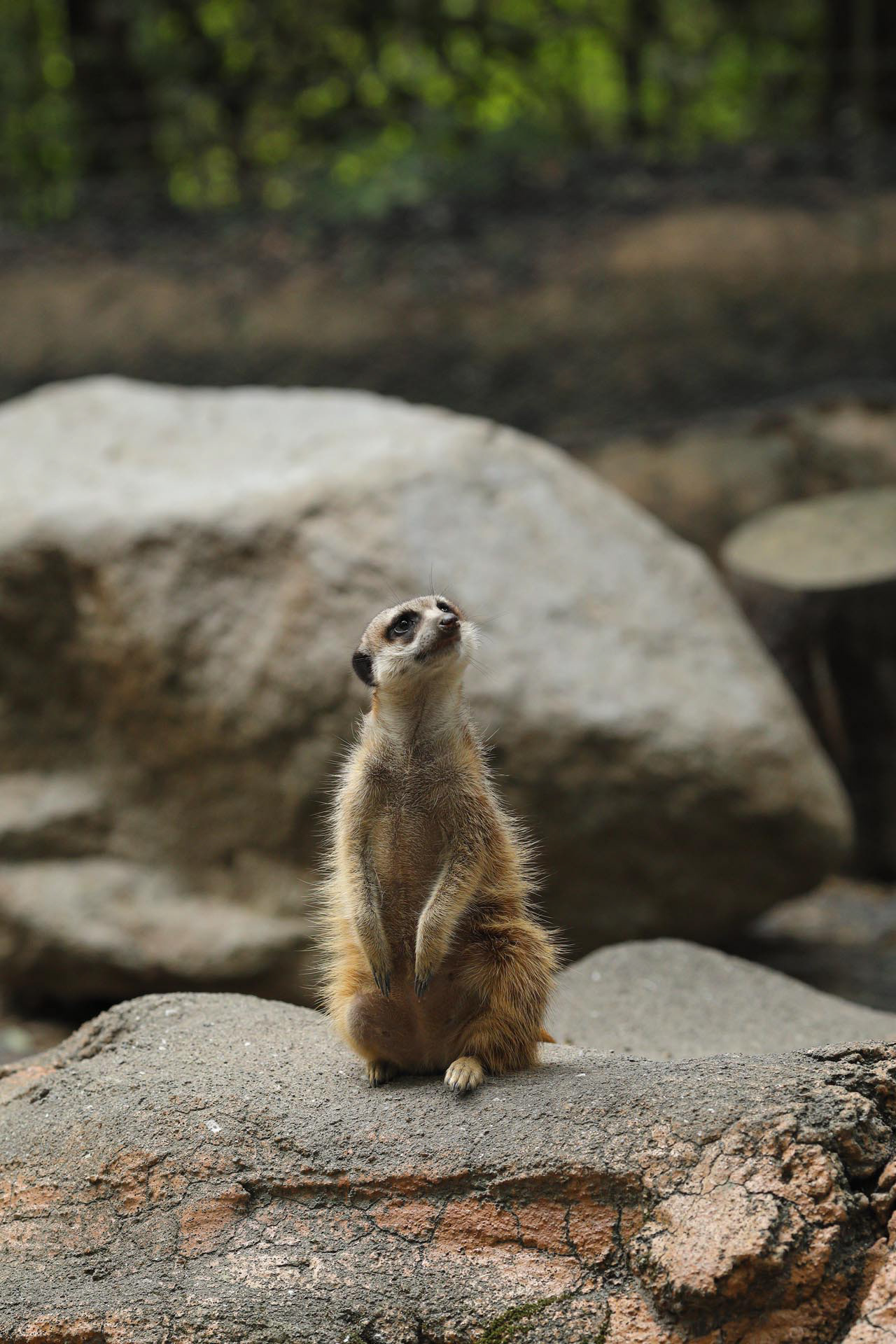高知県立のいち動物公園 ミーアキャット