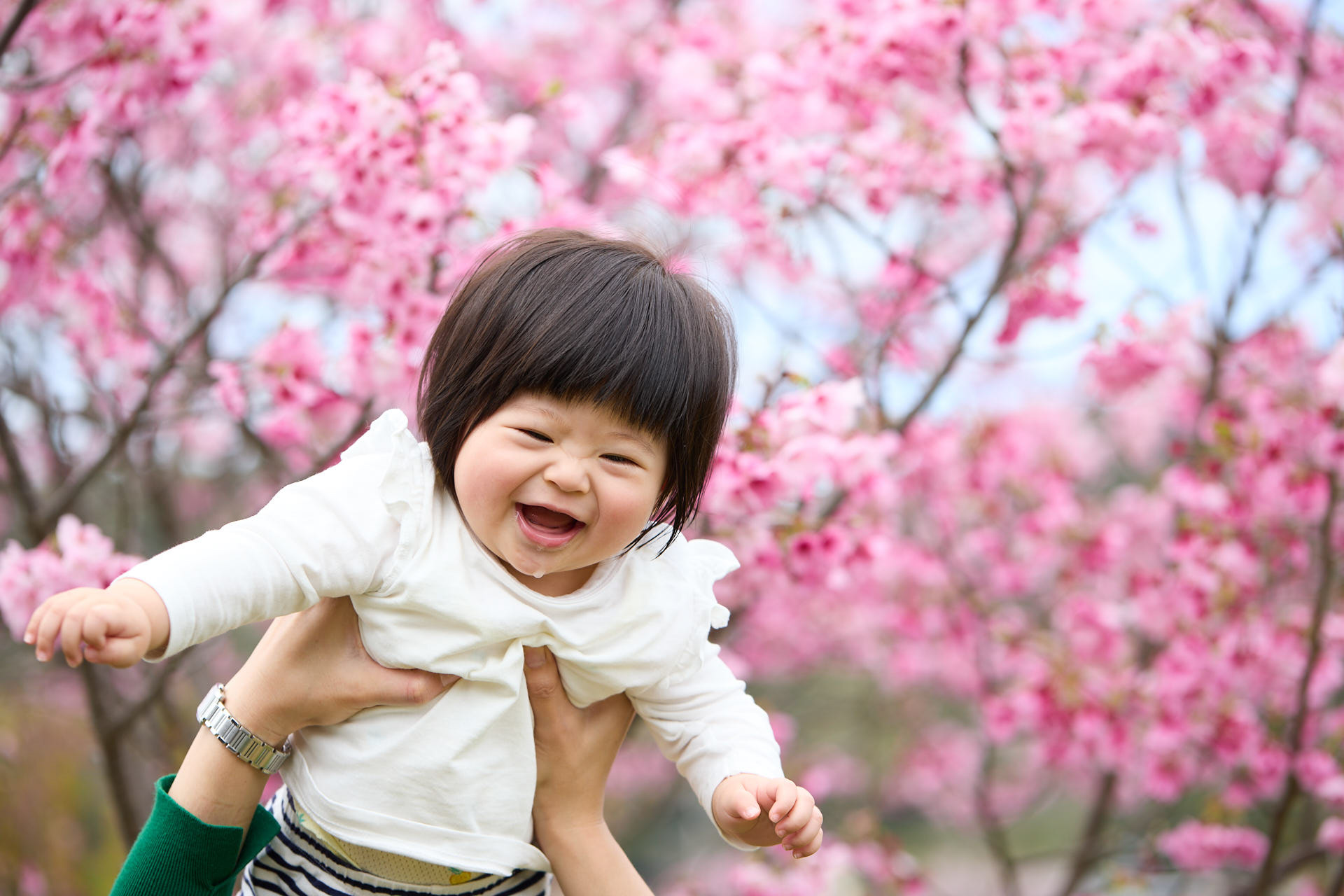 陽光桜