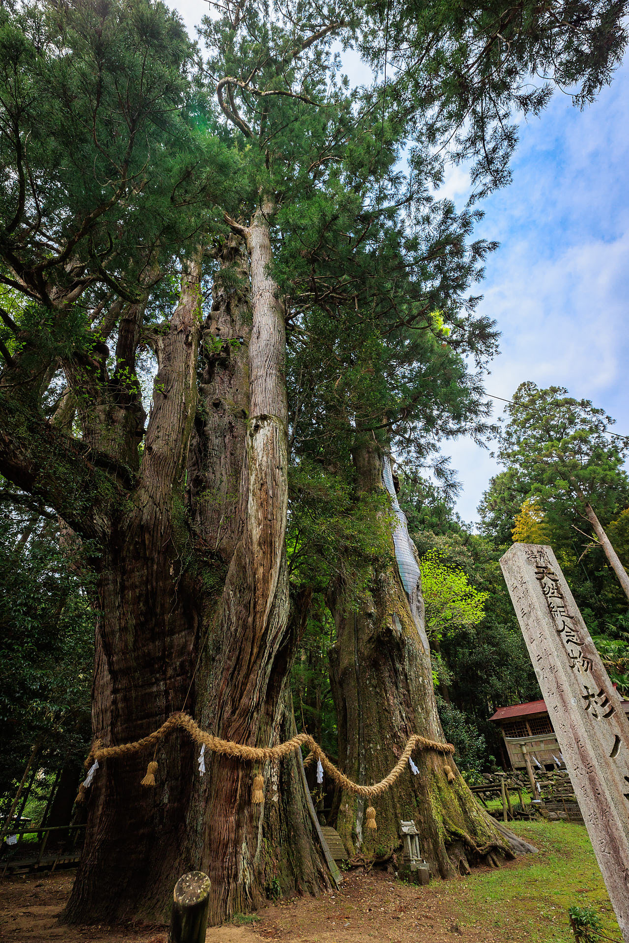 特別天然記念物 杉の大杉