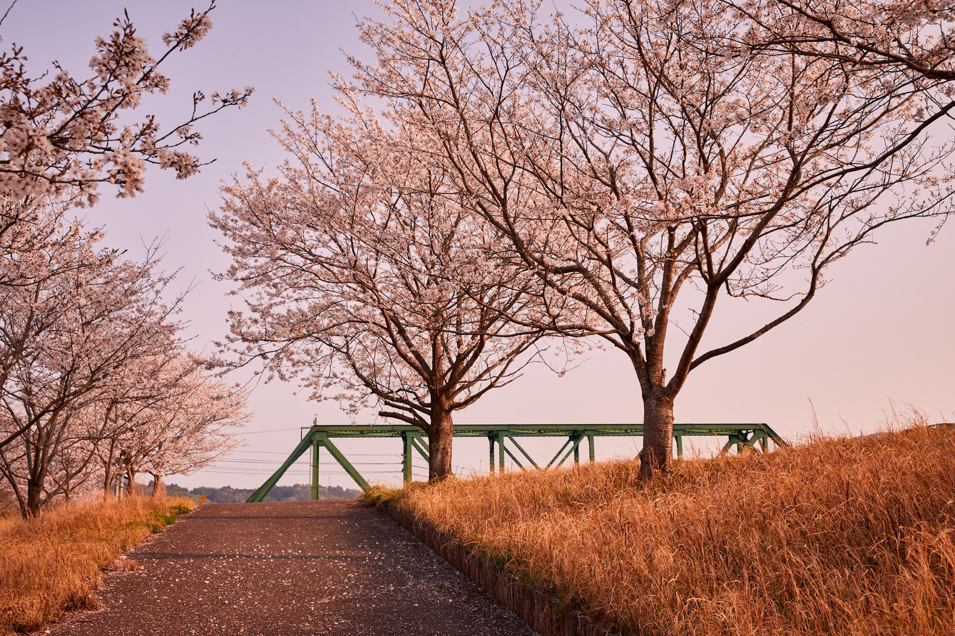 桜堤公園​​​​​​​