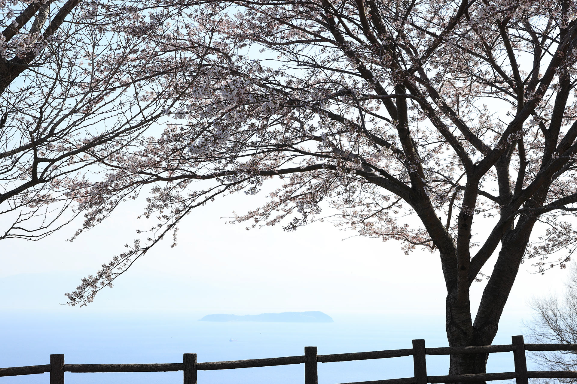 紫雲出山の桜