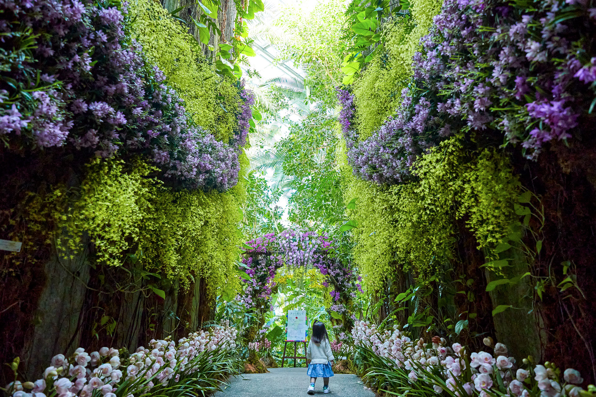 高知県立牧野植物園 ラン展