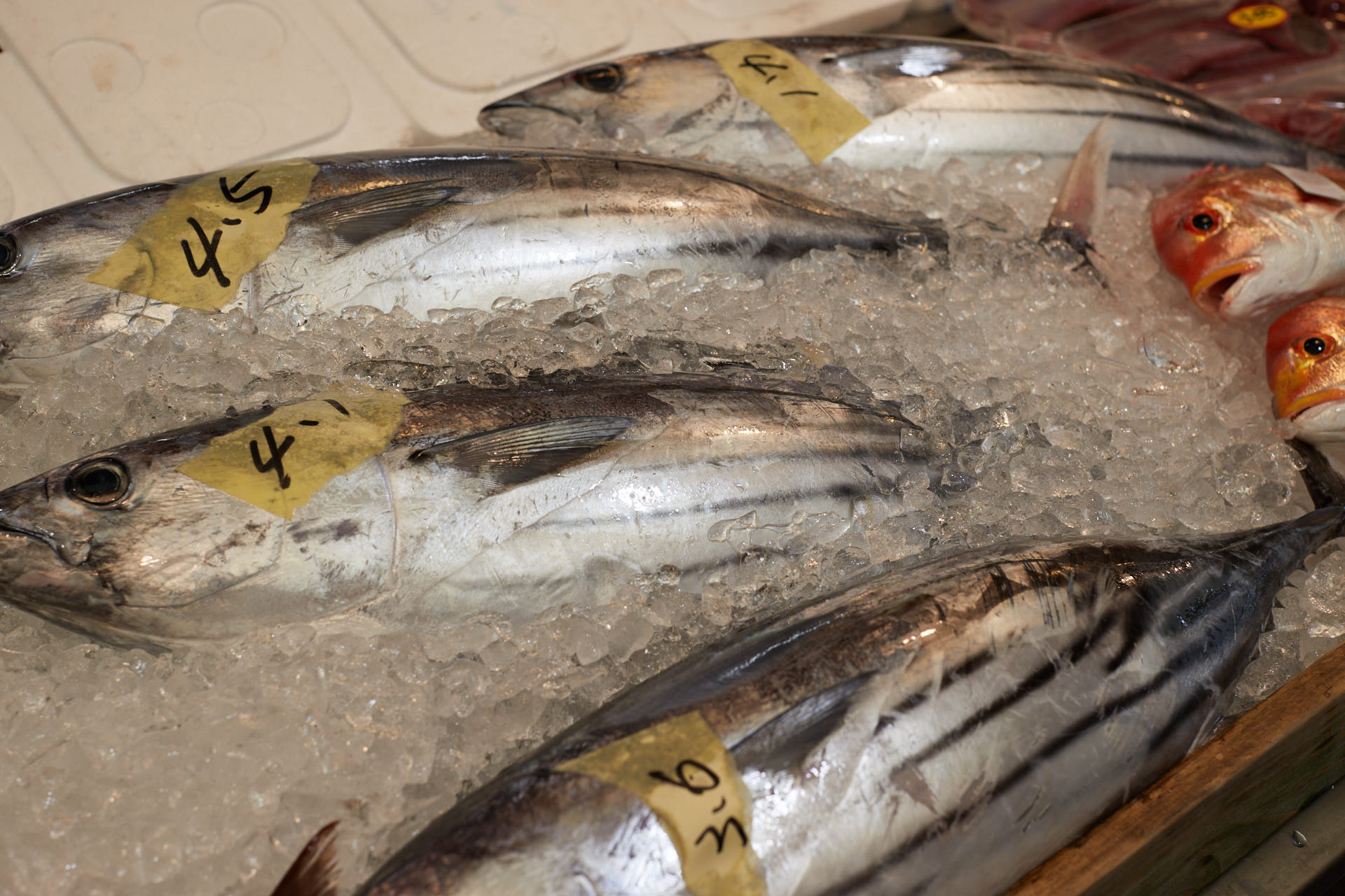 田中鮮魚店