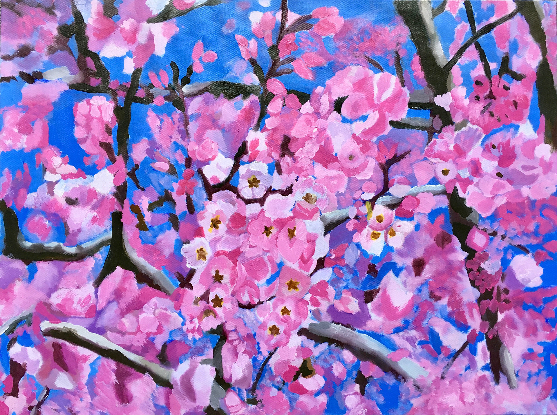 Cherry blossom  2019