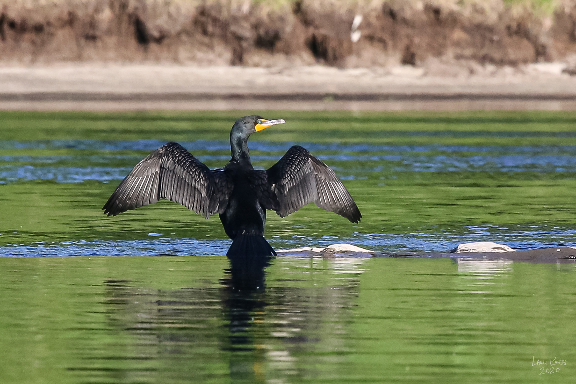 The "Unloved" Double-breasted Cormorant
