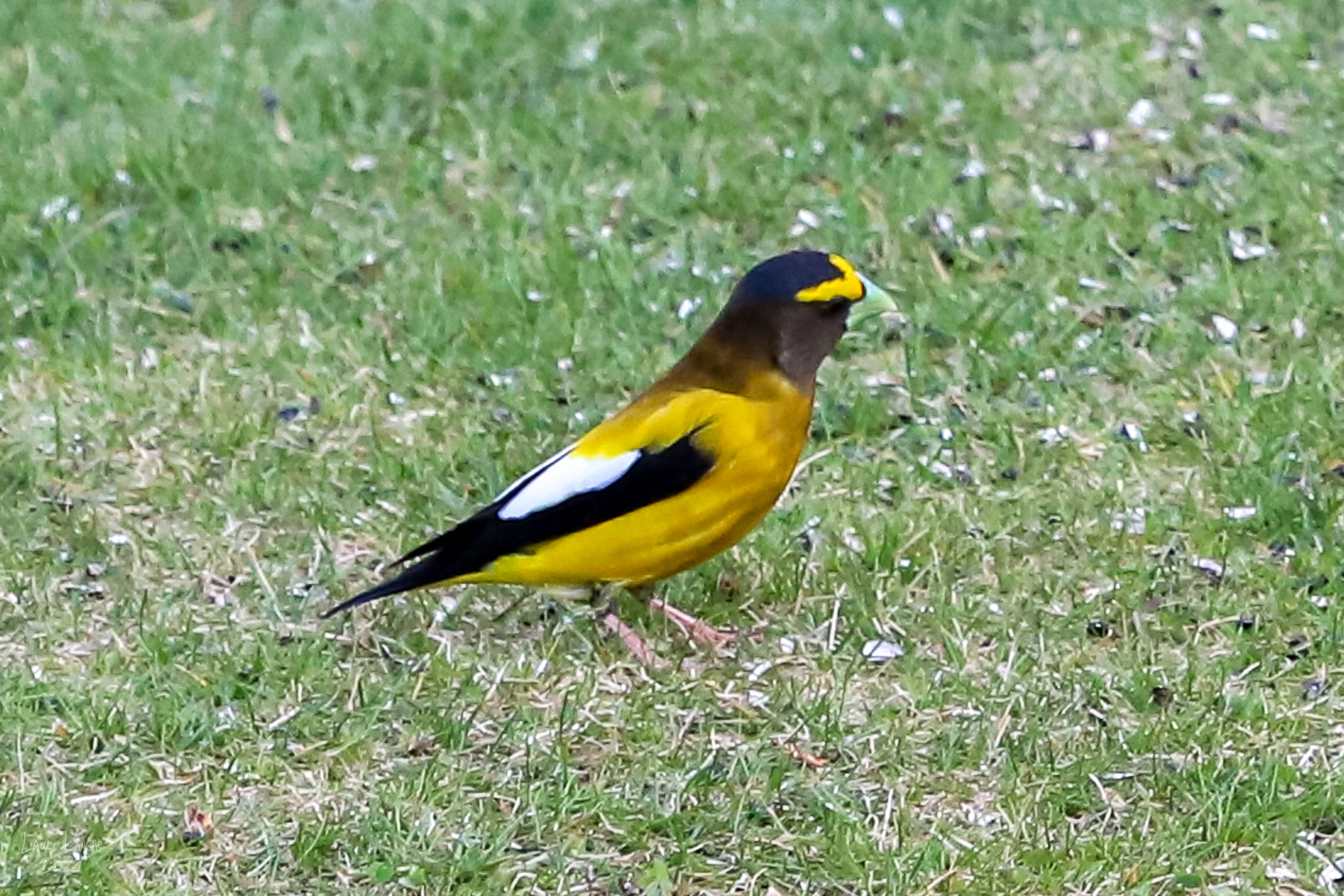 Male Evening Grosbeak