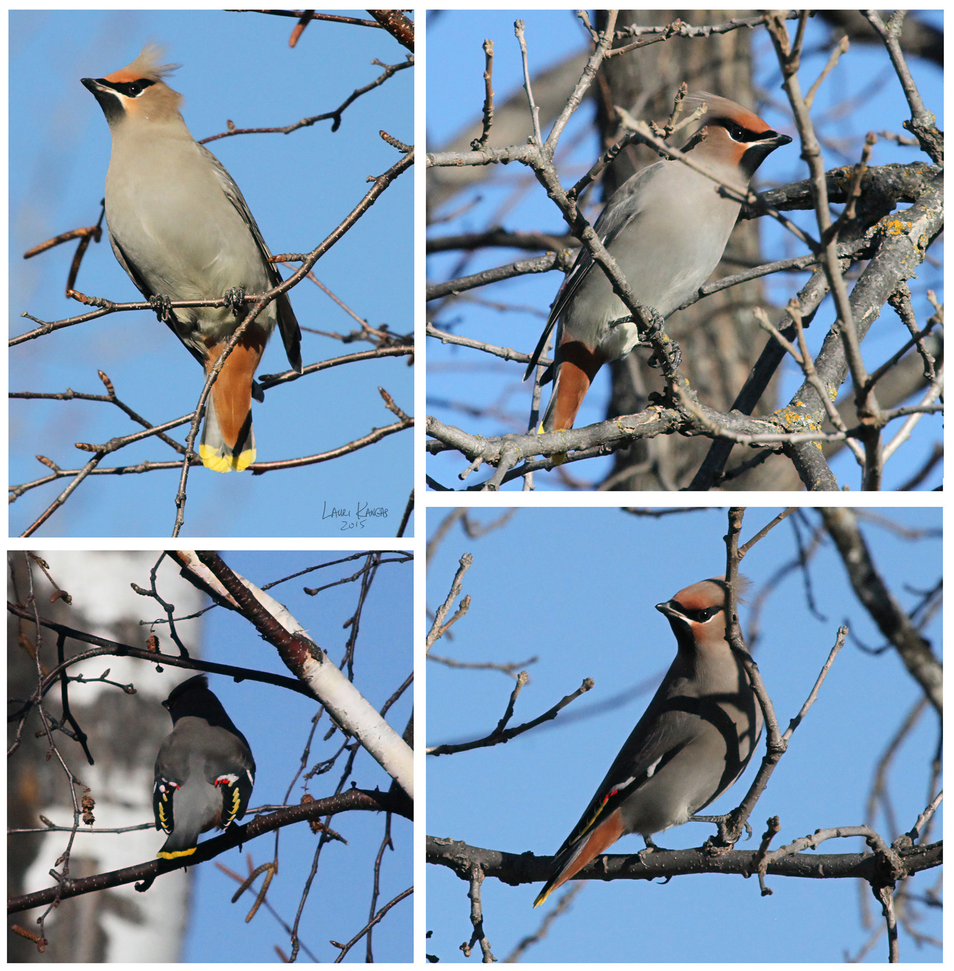 Bohemian Waxwings