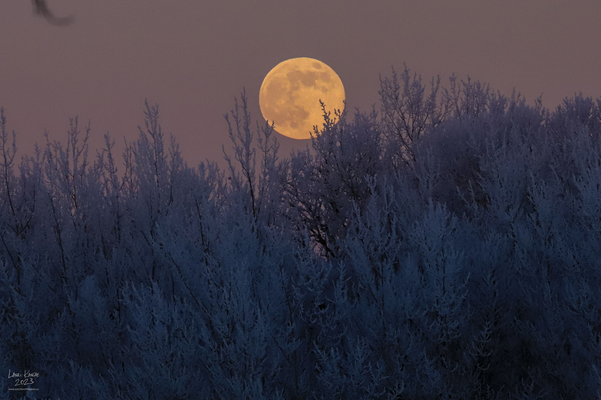 Full Wolf Moon Rising in hoarfrost trees - January 6, 2023