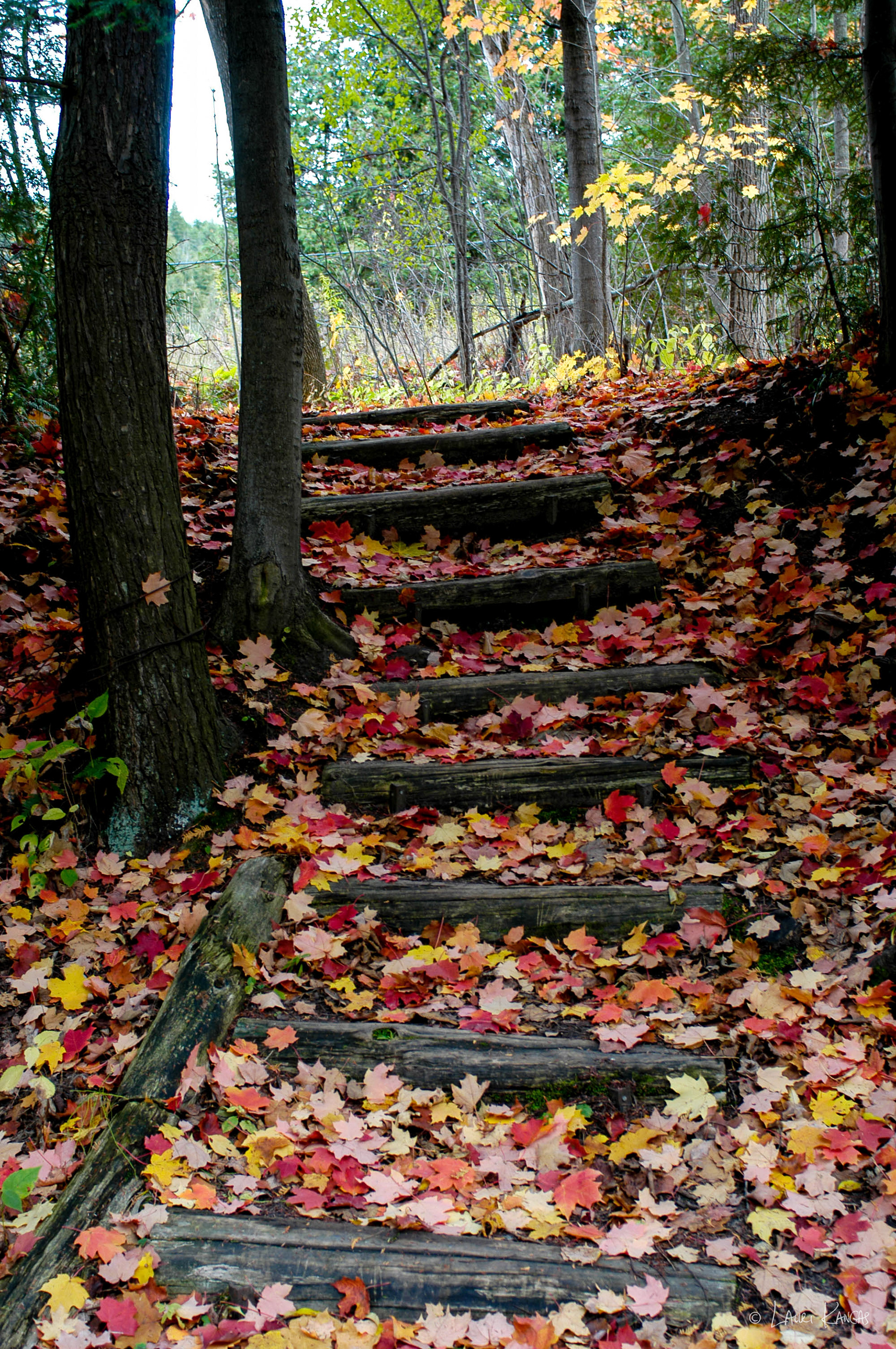 The Humber Valley Heritage Trail
