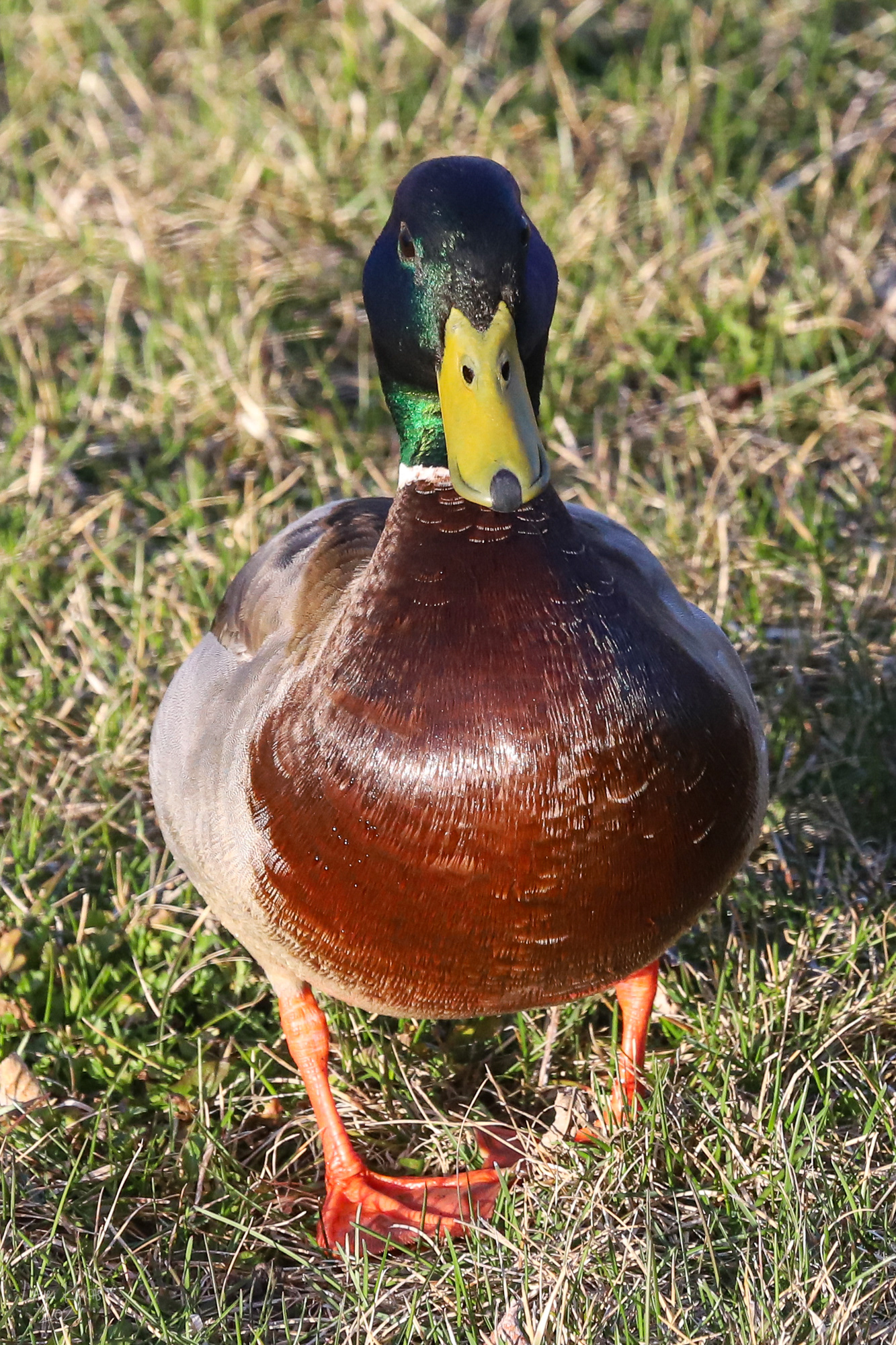 Male Mallard Duck