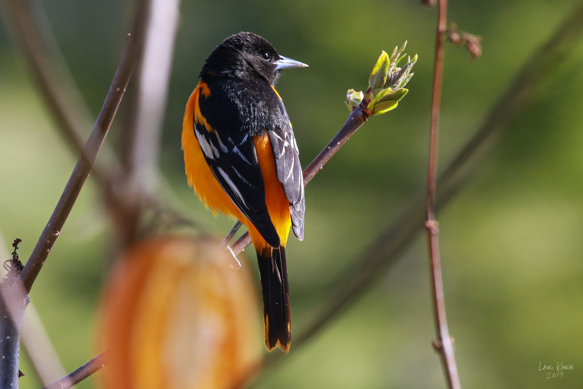 Baltimore Oriole