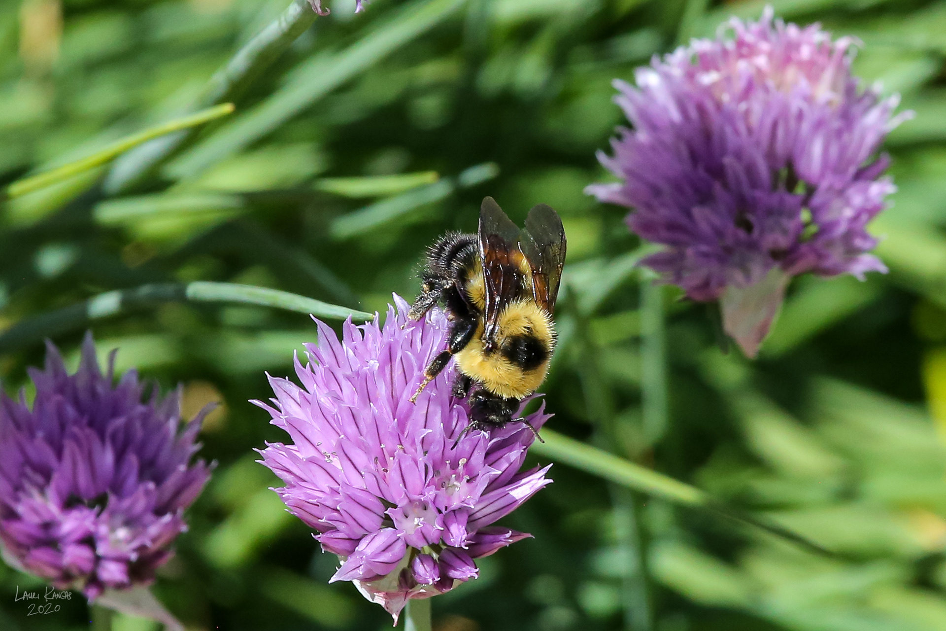 Bumble Bee in the Chives