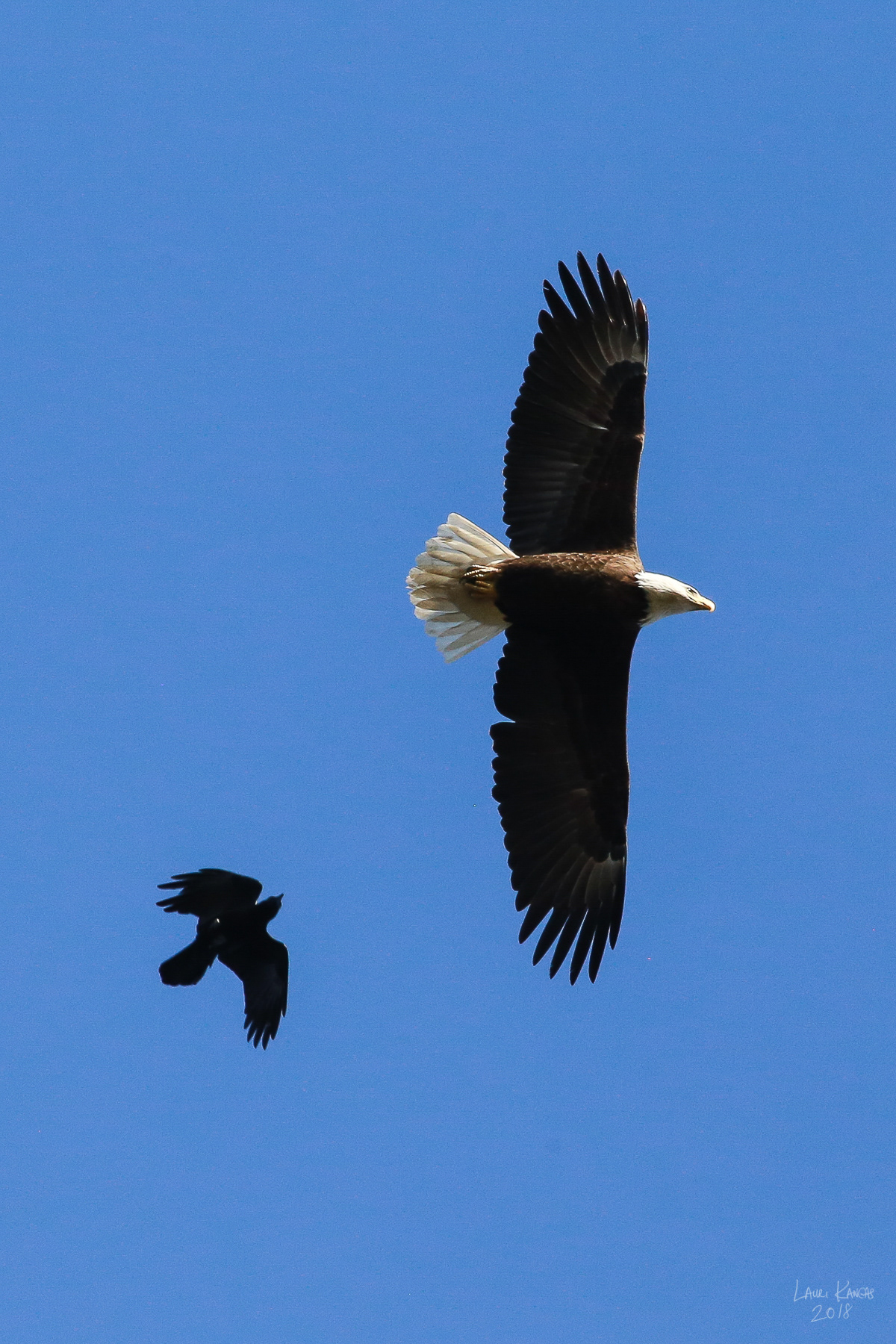 Adult and Crow - 2018