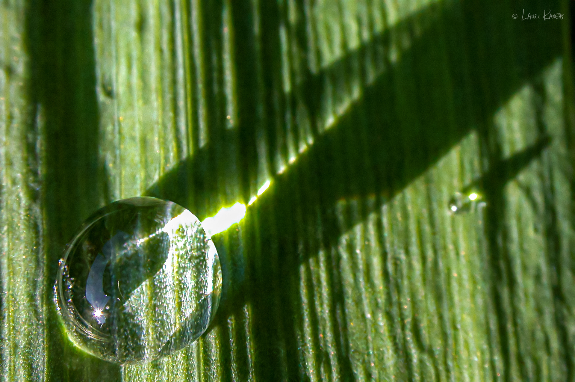 Sunlight shining through raindrop