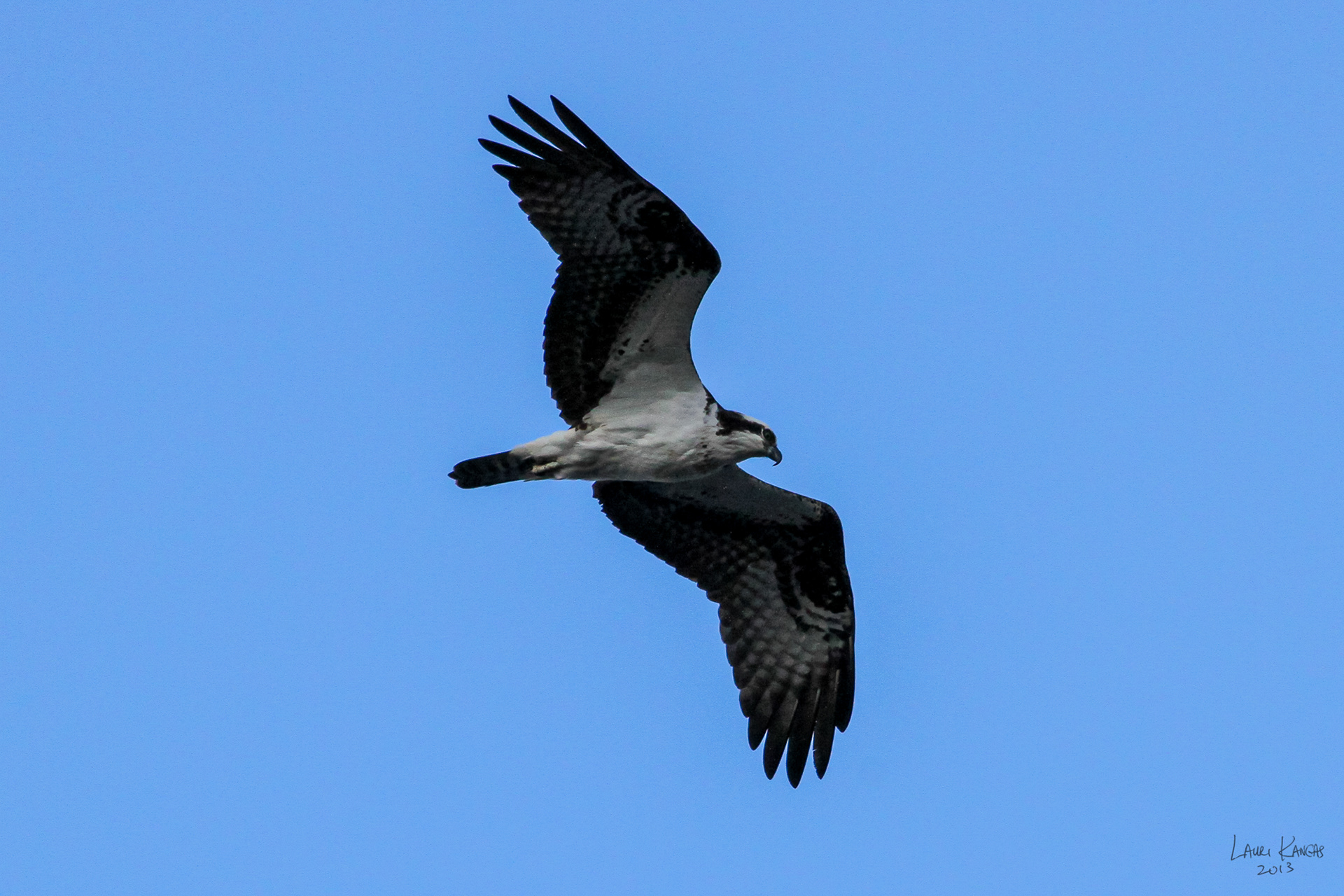 Osprey (aka The River Hawk)