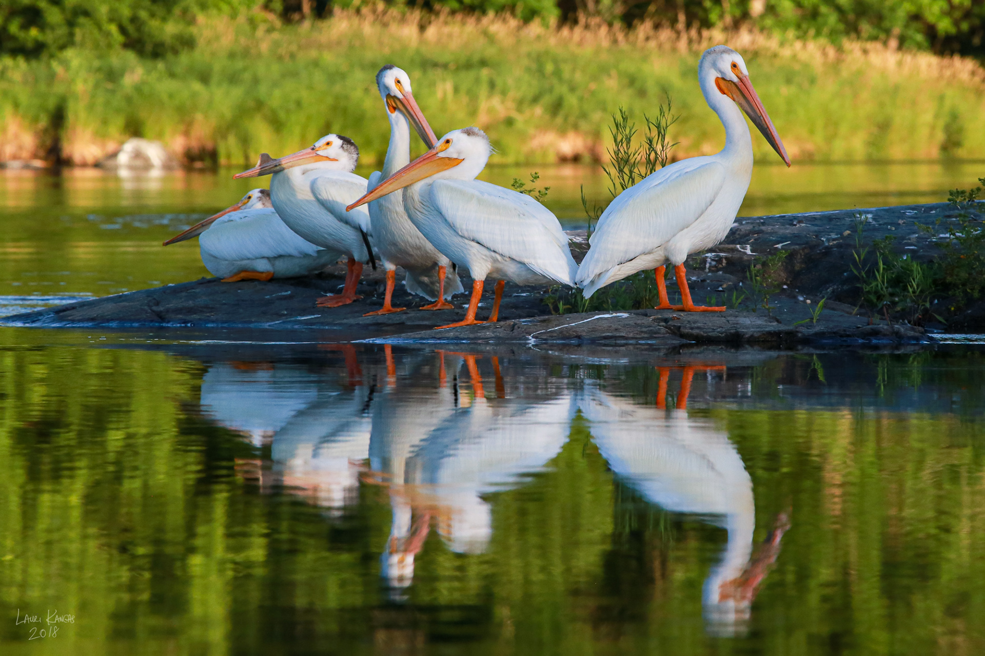 American White Pelicans