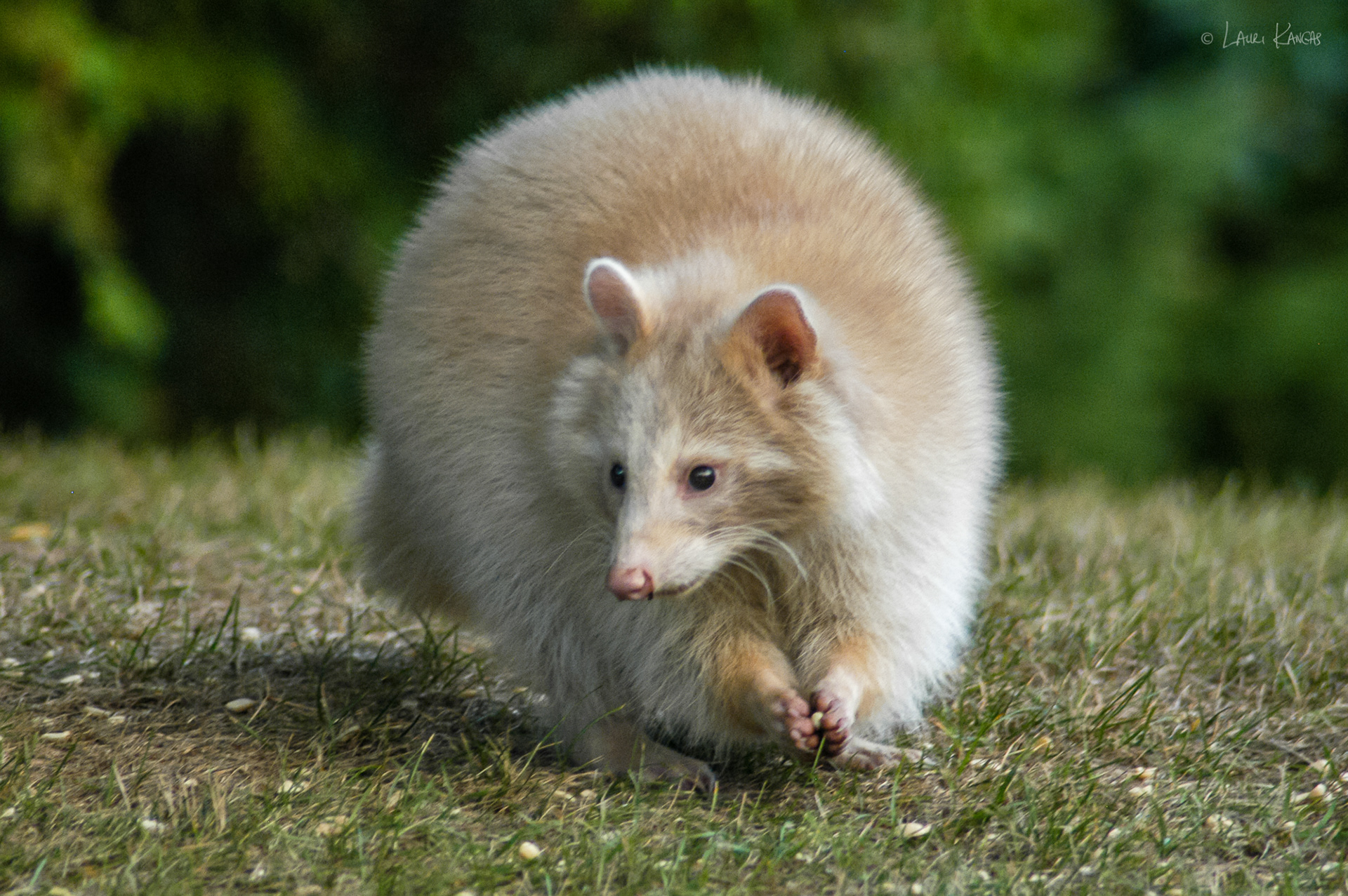 "Spirit" The Albino Raccoon
