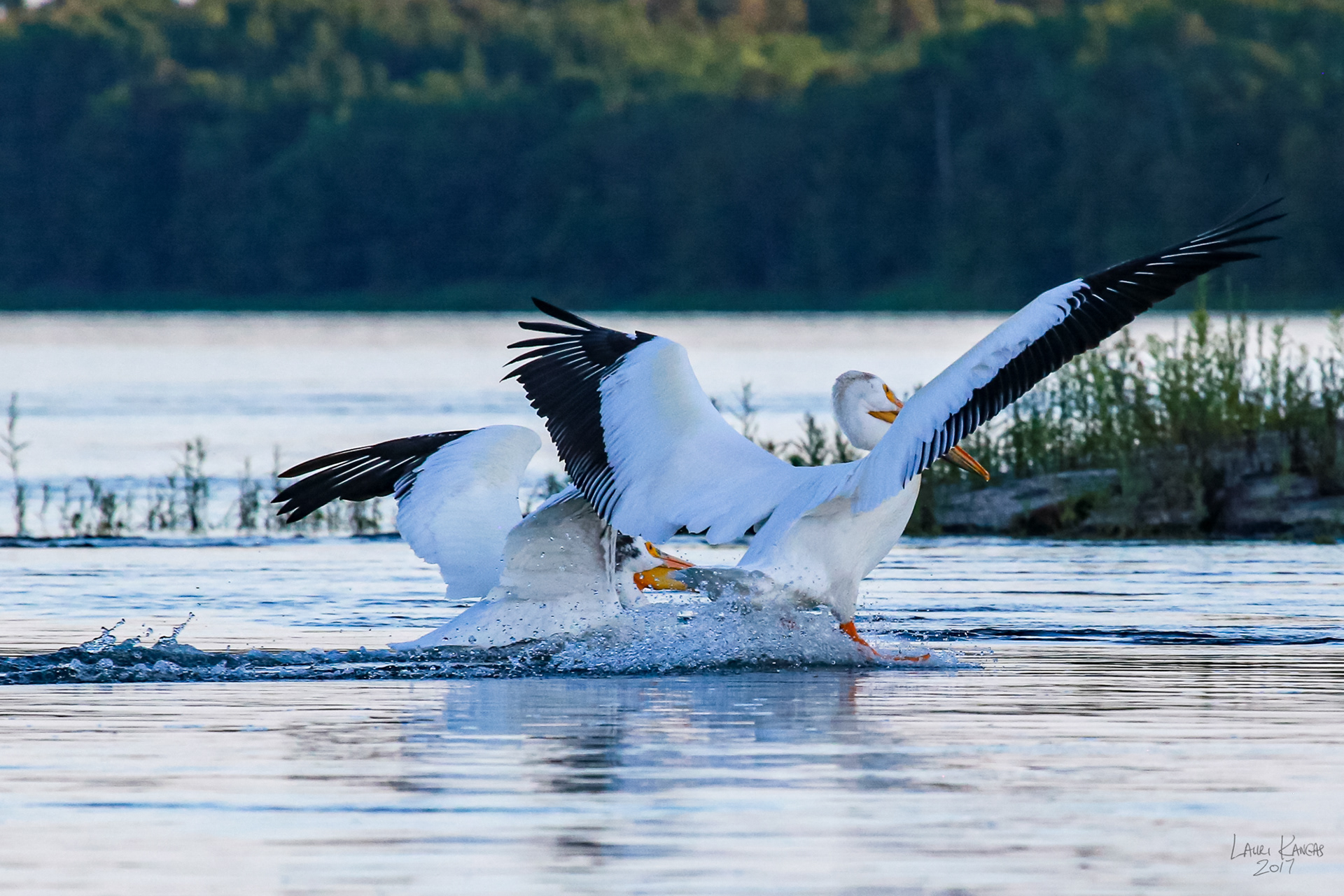 American White Pelicans