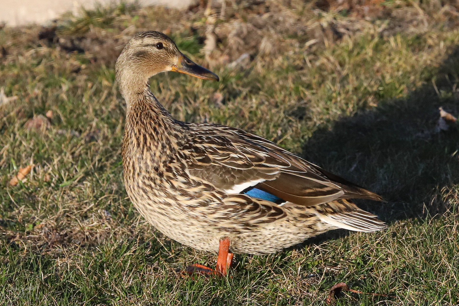 Female Mallard Duck