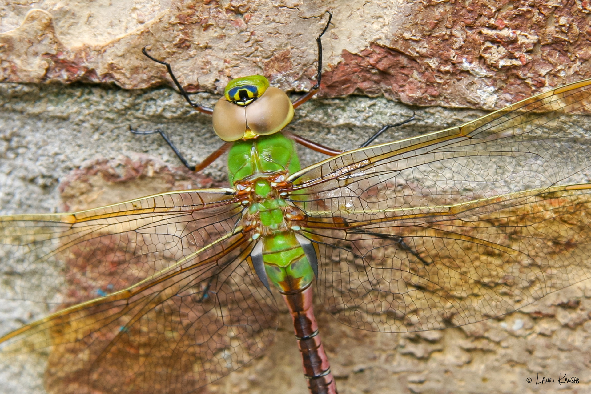 Amazingly Colourful Green Darner Dragonfly