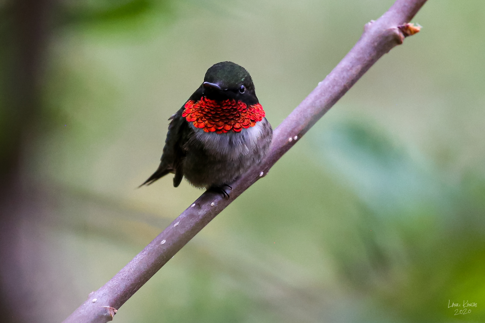 Male Ruby-Throated Hummingbird