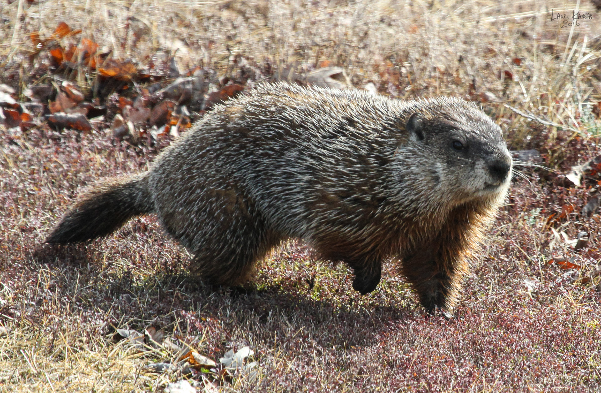 The Groundhog